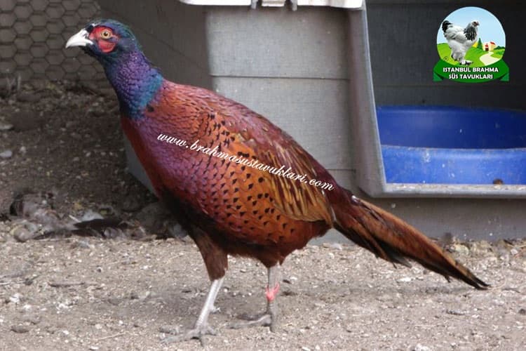 Kafkas Sülün - Kafkas Sülün Özellikleri