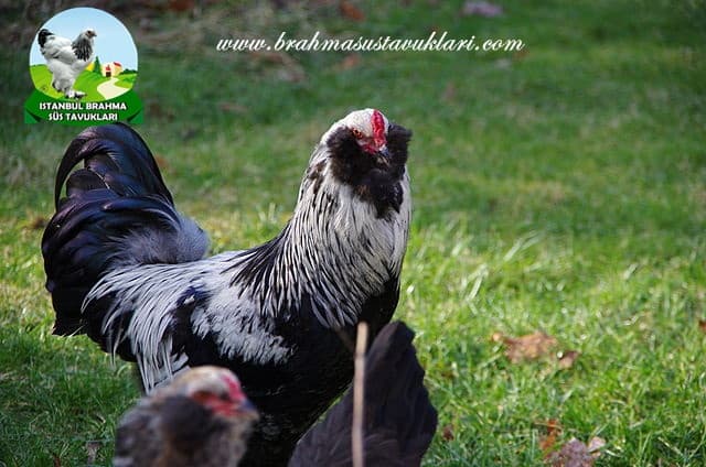 Amerikan Tavuk Özellikleri Americuana