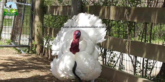 Kanada Beyaz Hindi Özellikleri