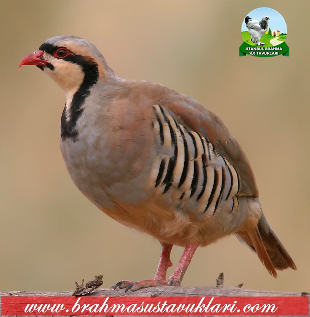 Kınalı Keklik Özellikleri , Keklik Kuluçka Süresi