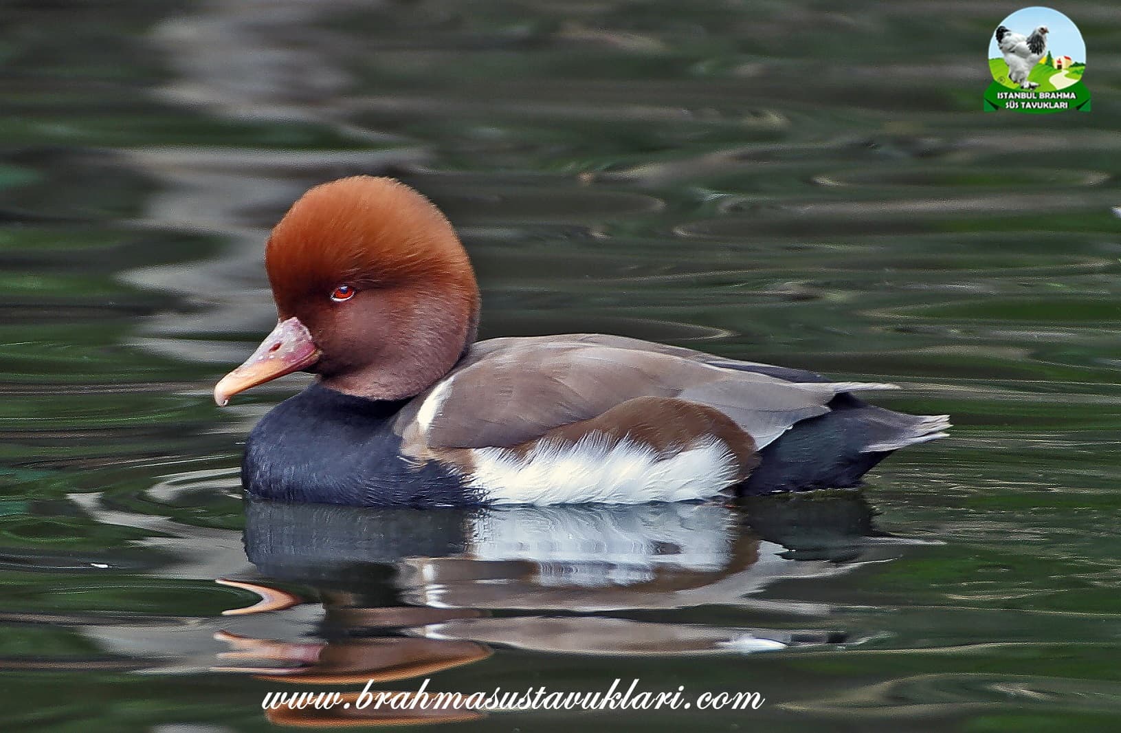 Macar Ördeği - Macar Ördeği Özellikleri