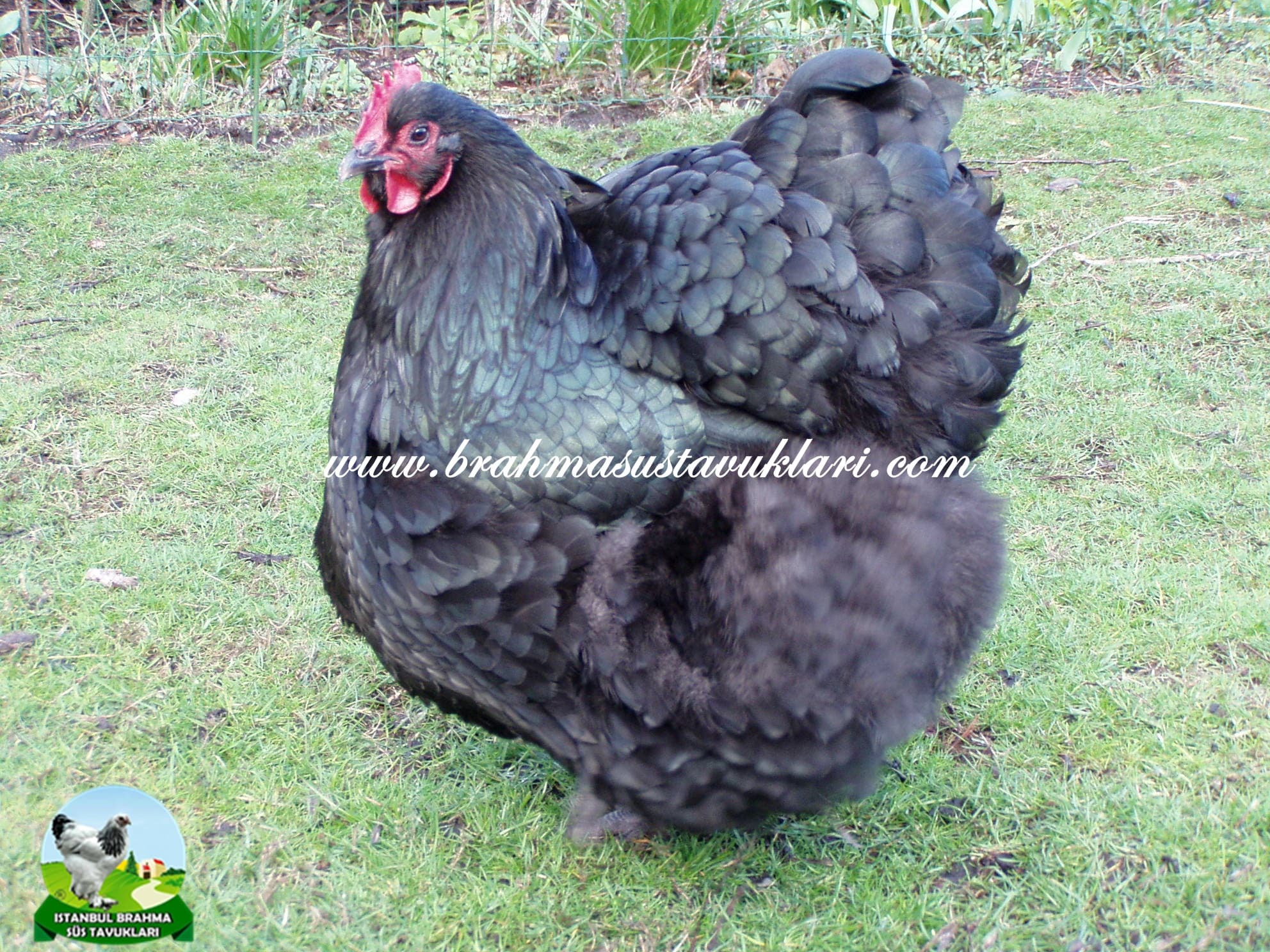 Orpington Tavuk Özellikleri, Yumurtası, Orpington Renkleri