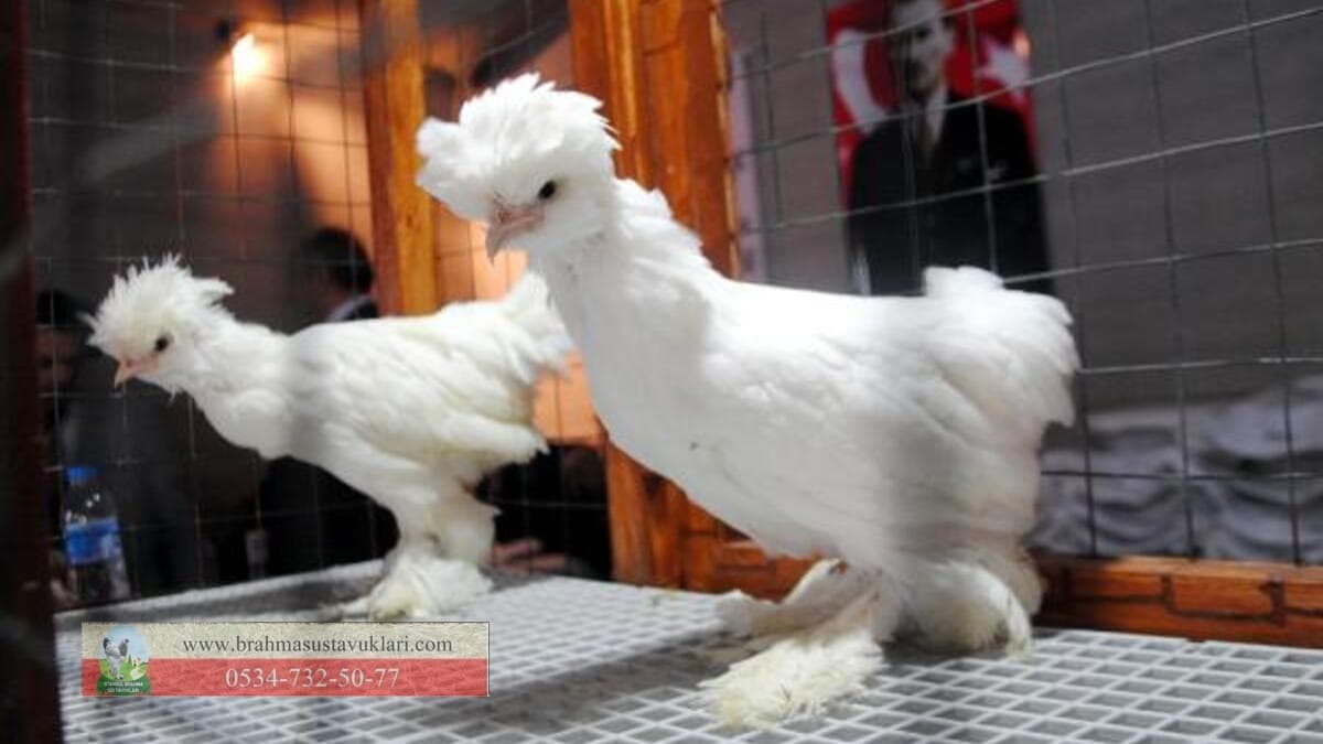 Osmanlı Sultan Tavukları - 2022 Sezonu - İstanbul Brahma Süs Tavukları