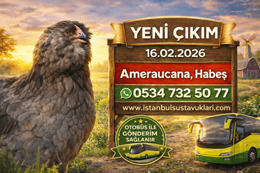 Sulphamezatine 16 | Tavuk ve Civciv İshal İlacı