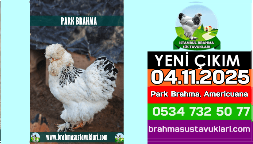 Yeni Çıkım 30 12 2024 İspenç Fizan Gugullu