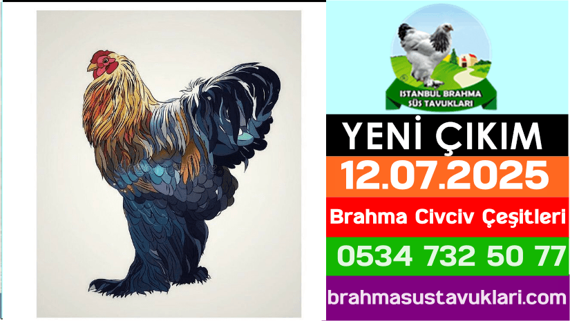 Yeni Çıkım 12 07 2025 Brahma Civciv Çeşitleri