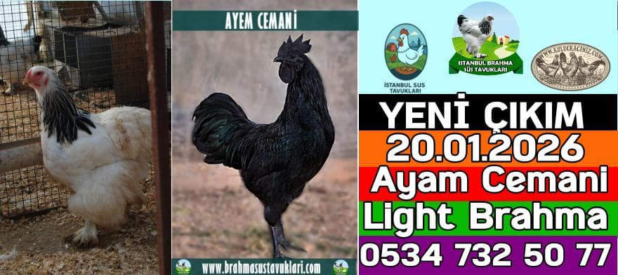 Yeni Çıkım 10 01 2026 Rahibe Fizan Wyandotte