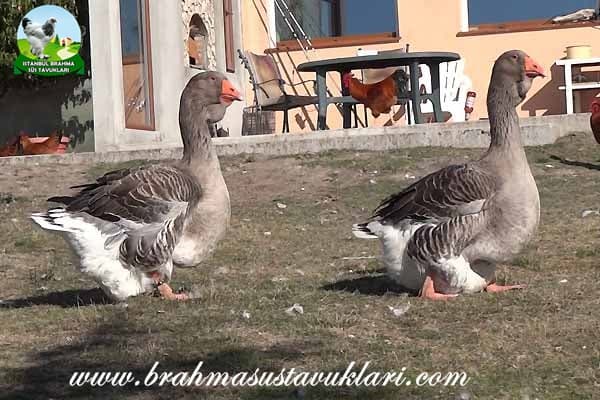 Kaz Bakımı Nasıl yapılır