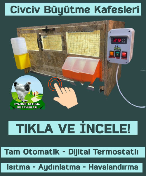 Civciv Büyütme Kafesleri Tam Otomatik