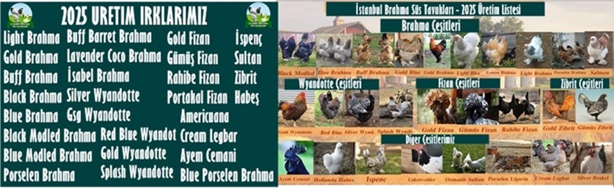 2025 Sezonu ÜRETİM Irkları