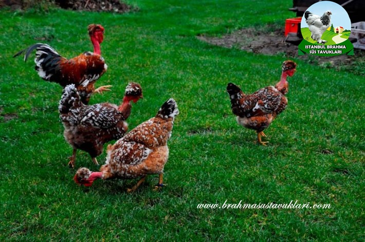 Türken Tavuk Özellikleri, Yumurta Verimi, Renk Çeşitleri