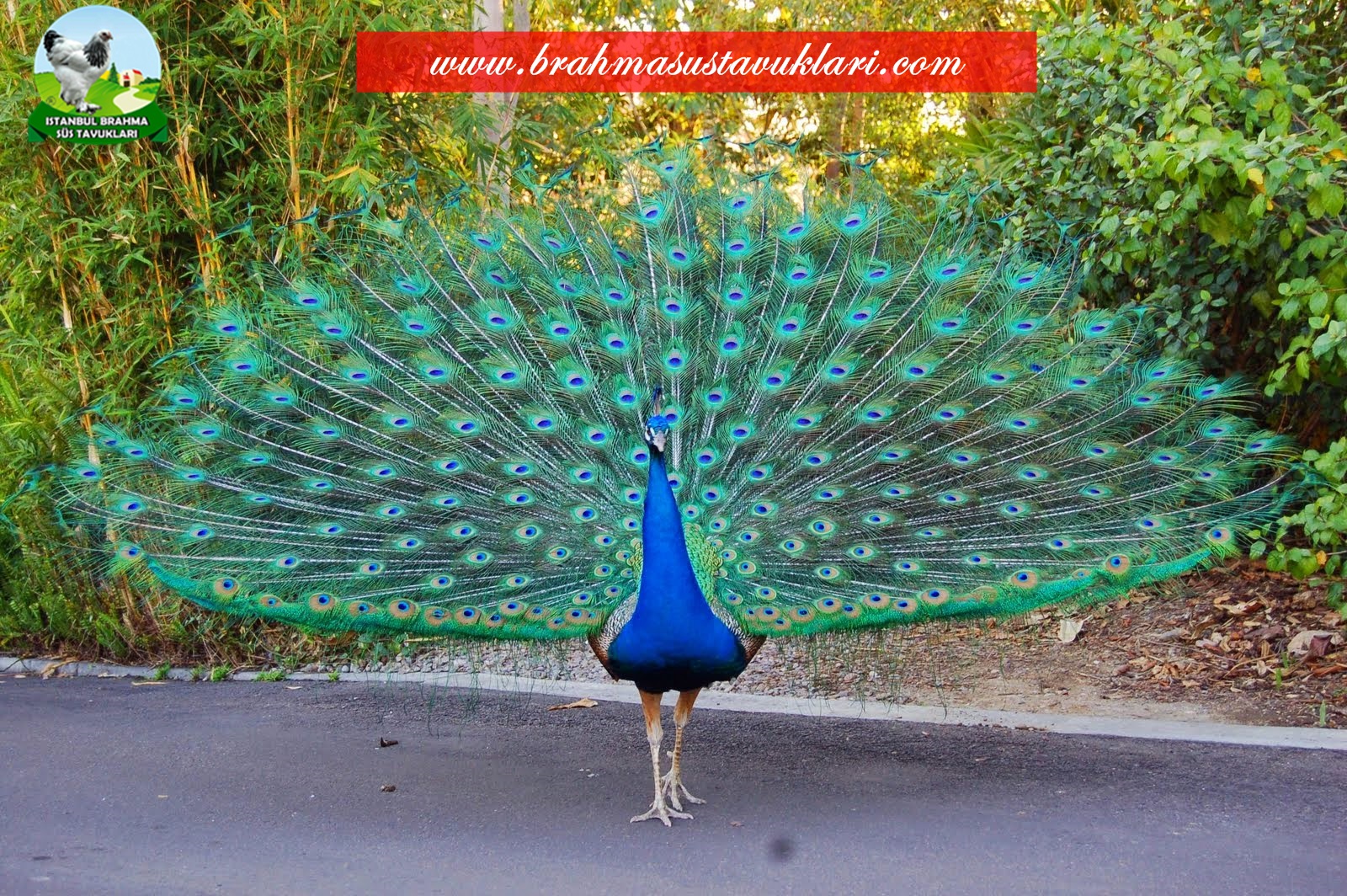 Tavus Kuşu Özellikleri - Tavus Kuşları