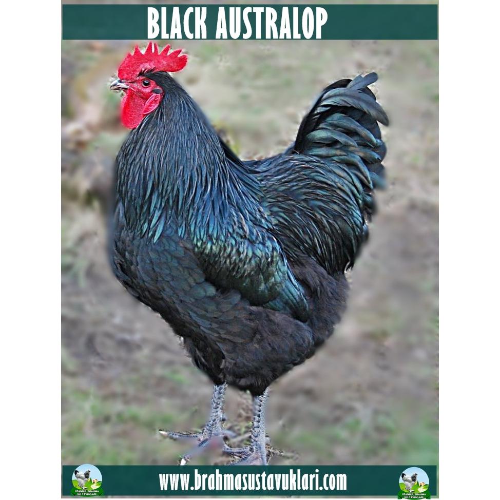 Black Australorp Kuluçkalık Yumurta
