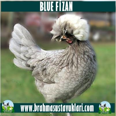 BLUE FİZAN KULUÇKALIK YUMURTA