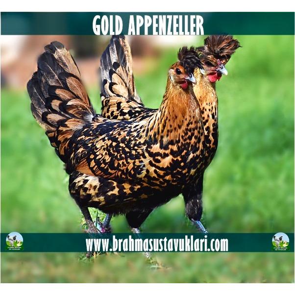 Gold Appenzeller Kuluçkalık Yumurta