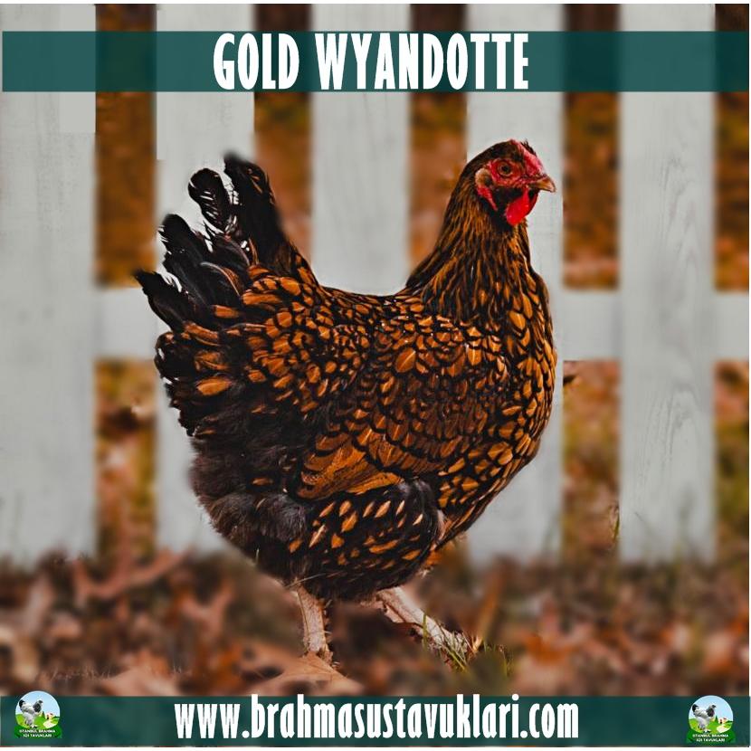 GOLD WYANDOTTE KULUÇKALIK YUMURTA