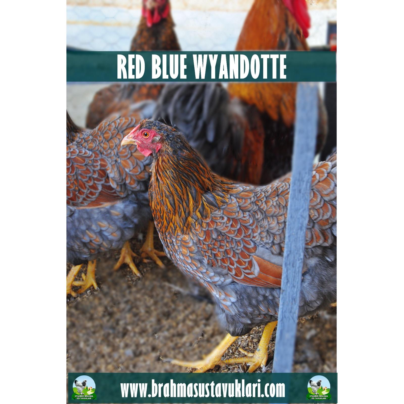 RED BLUE WYANDOTTE KULUÇKALIK YUMURTA