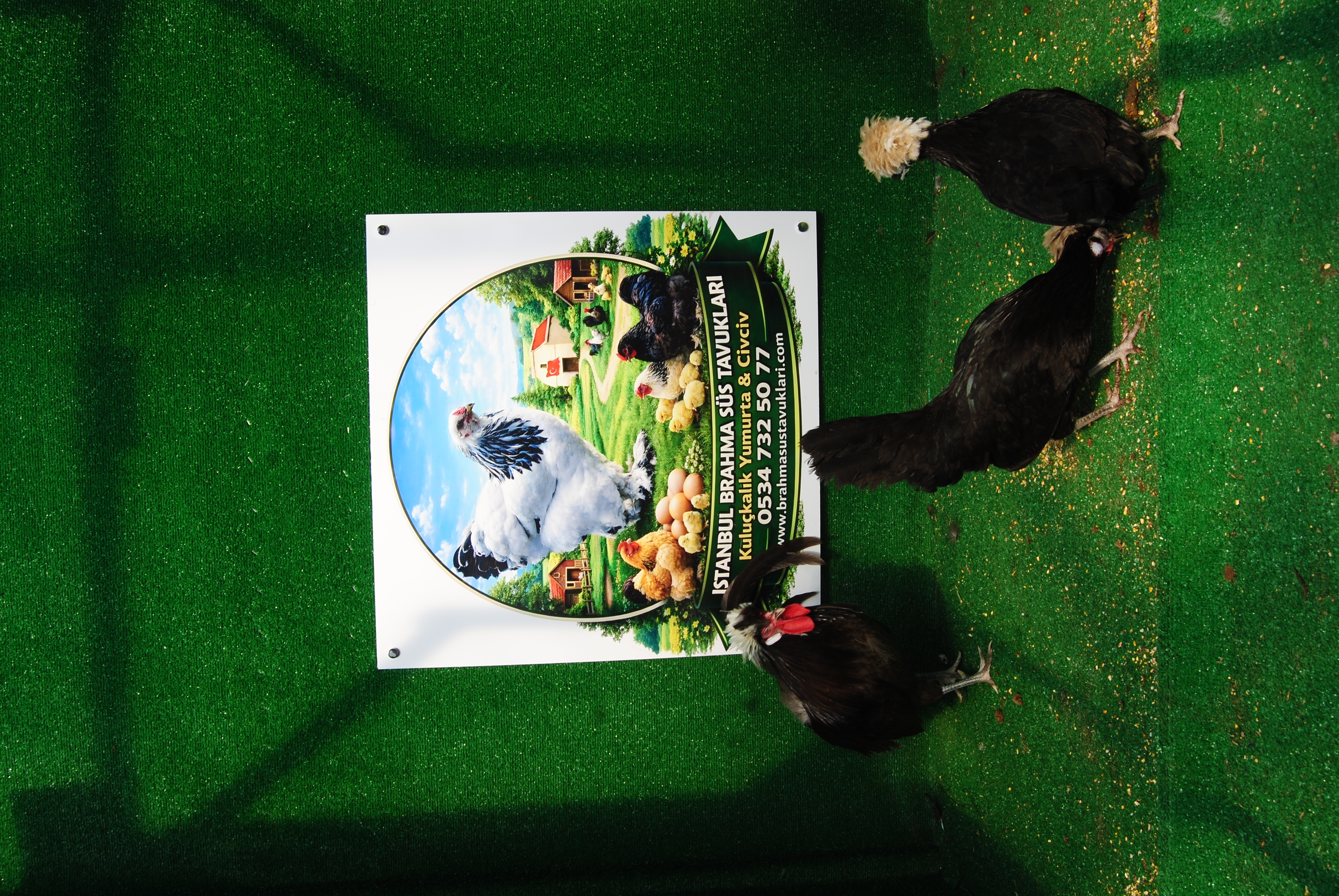 Çikolata Fizan Kuluçkalık Yumurta