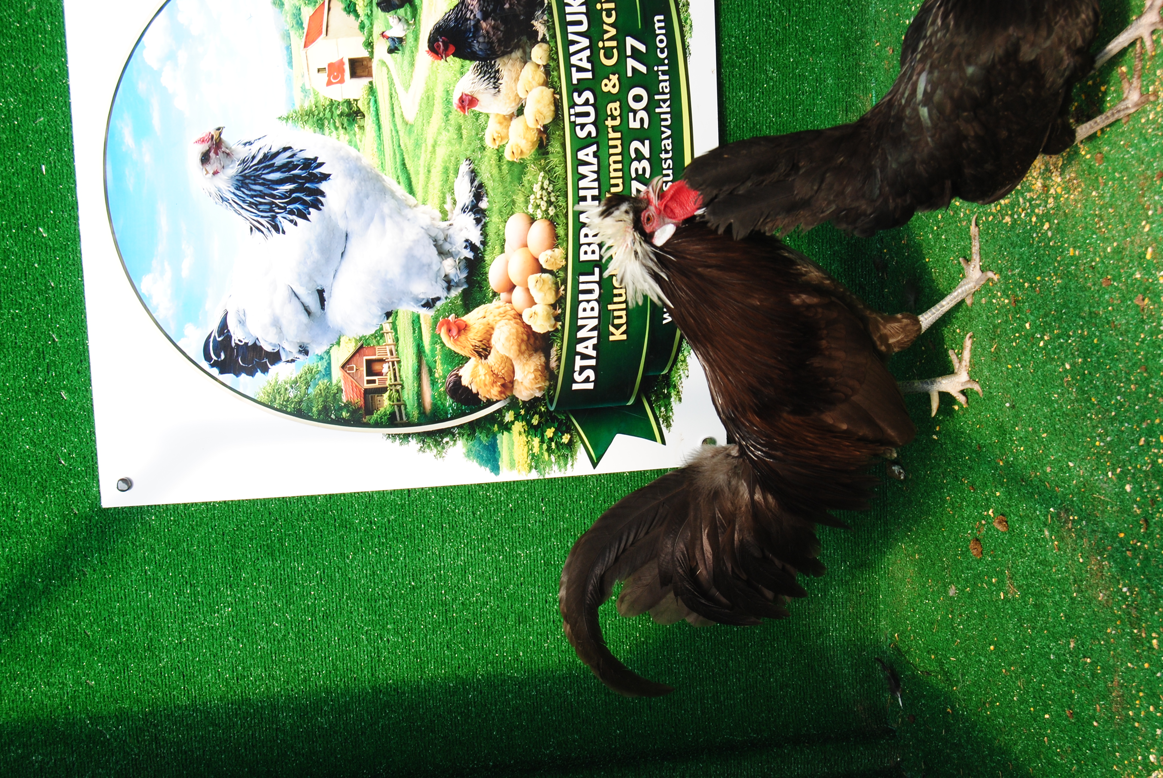 Çikolata Fizan Kuluçkalık Yumurta