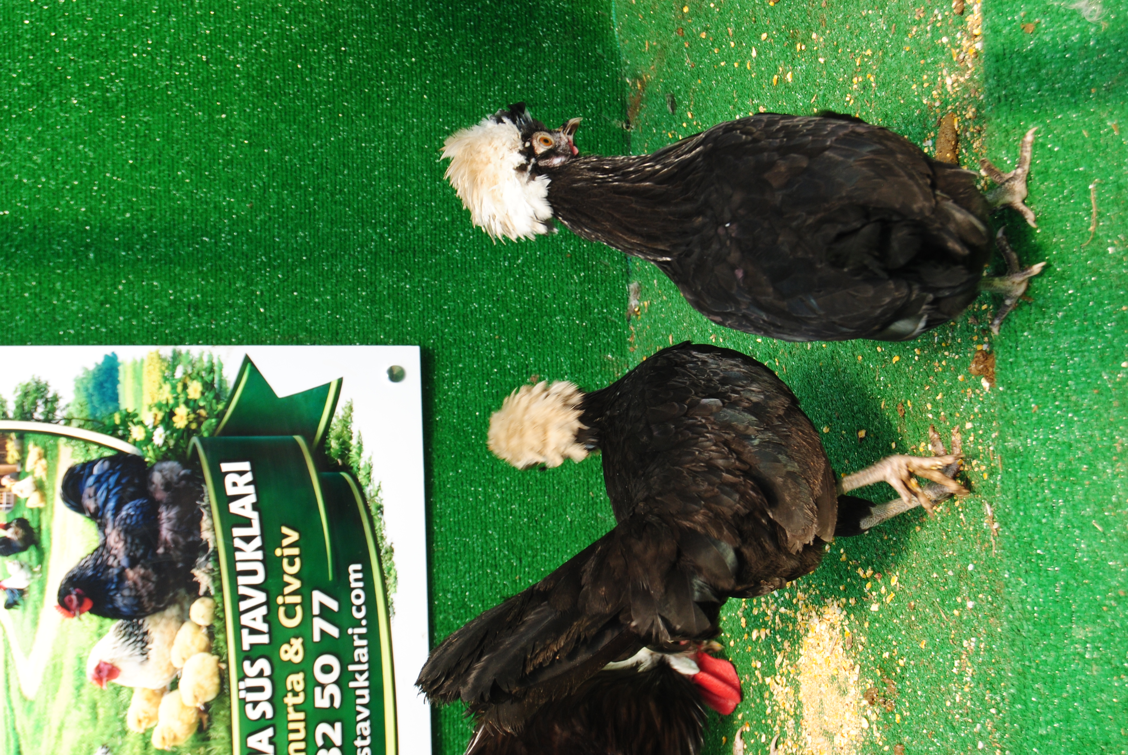 Çikolata Fizan Kuluçkalık Yumurta