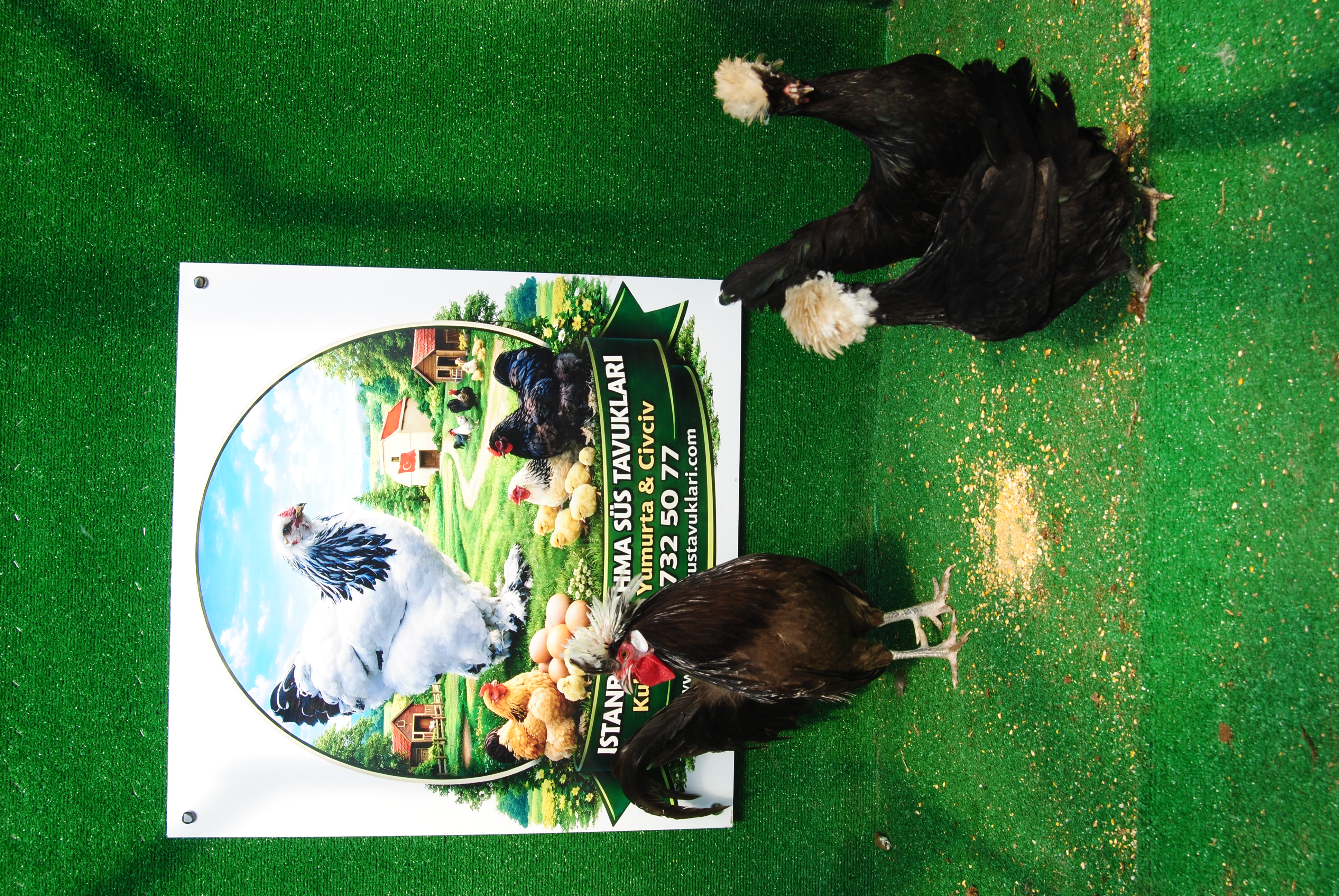 Çikolata Fizan Kuluçkalık Yumurta