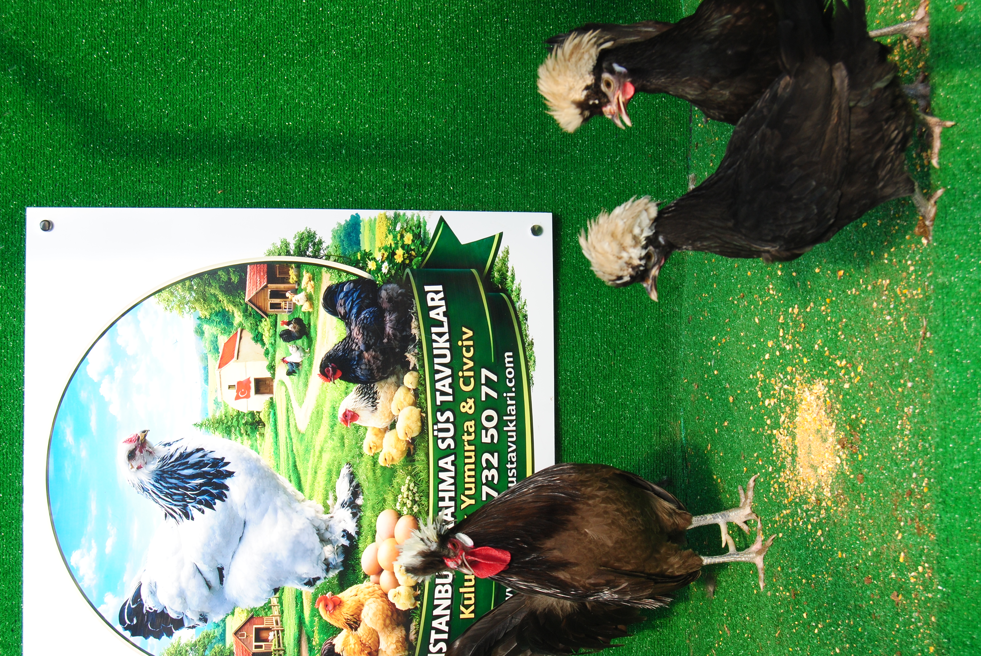 Çikolata Fizan Kuluçkalık Yumurta