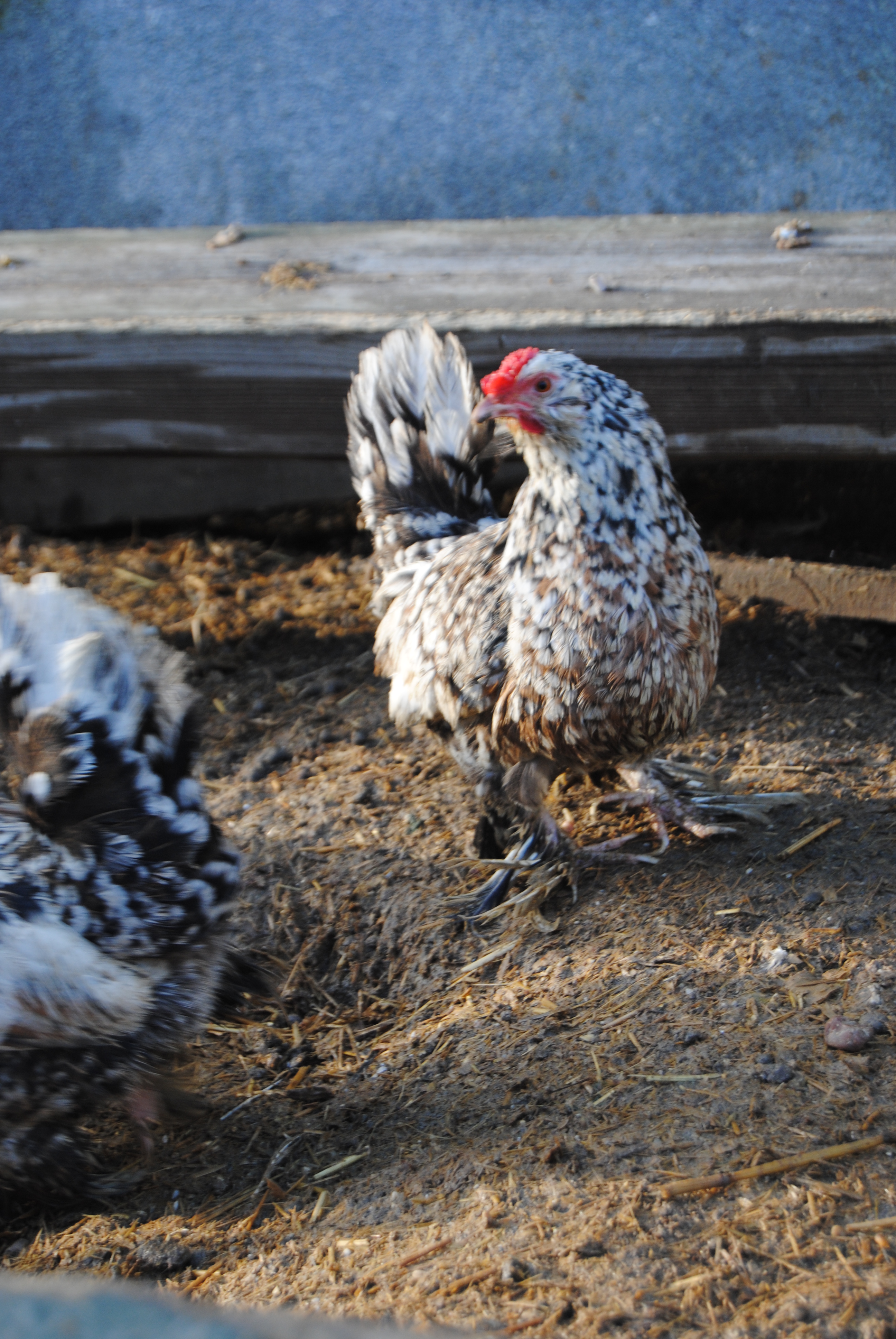 İSPENÇ KULUÇKALIK YUMURTA