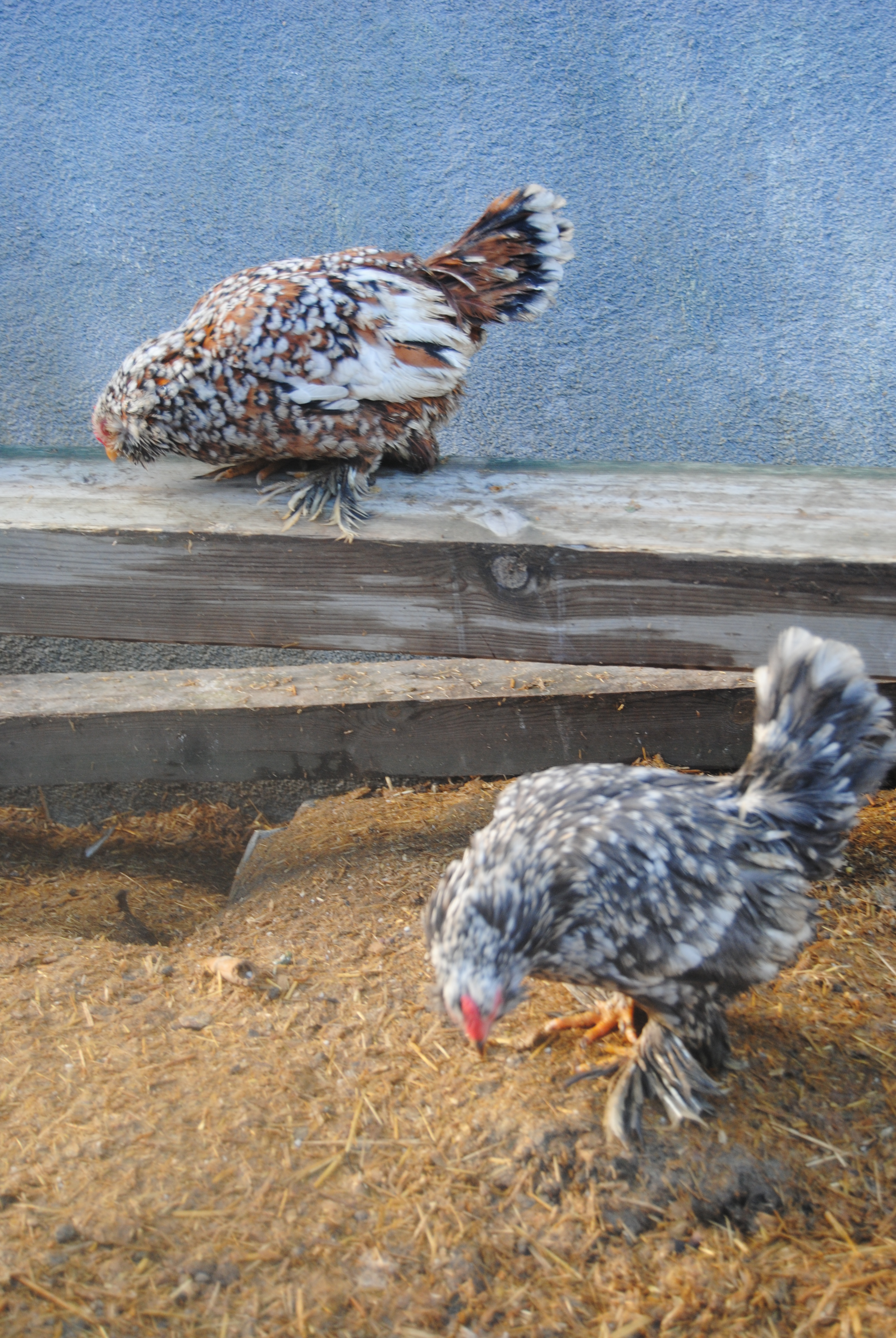 İSPENÇ KULUÇKALIK YUMURTA