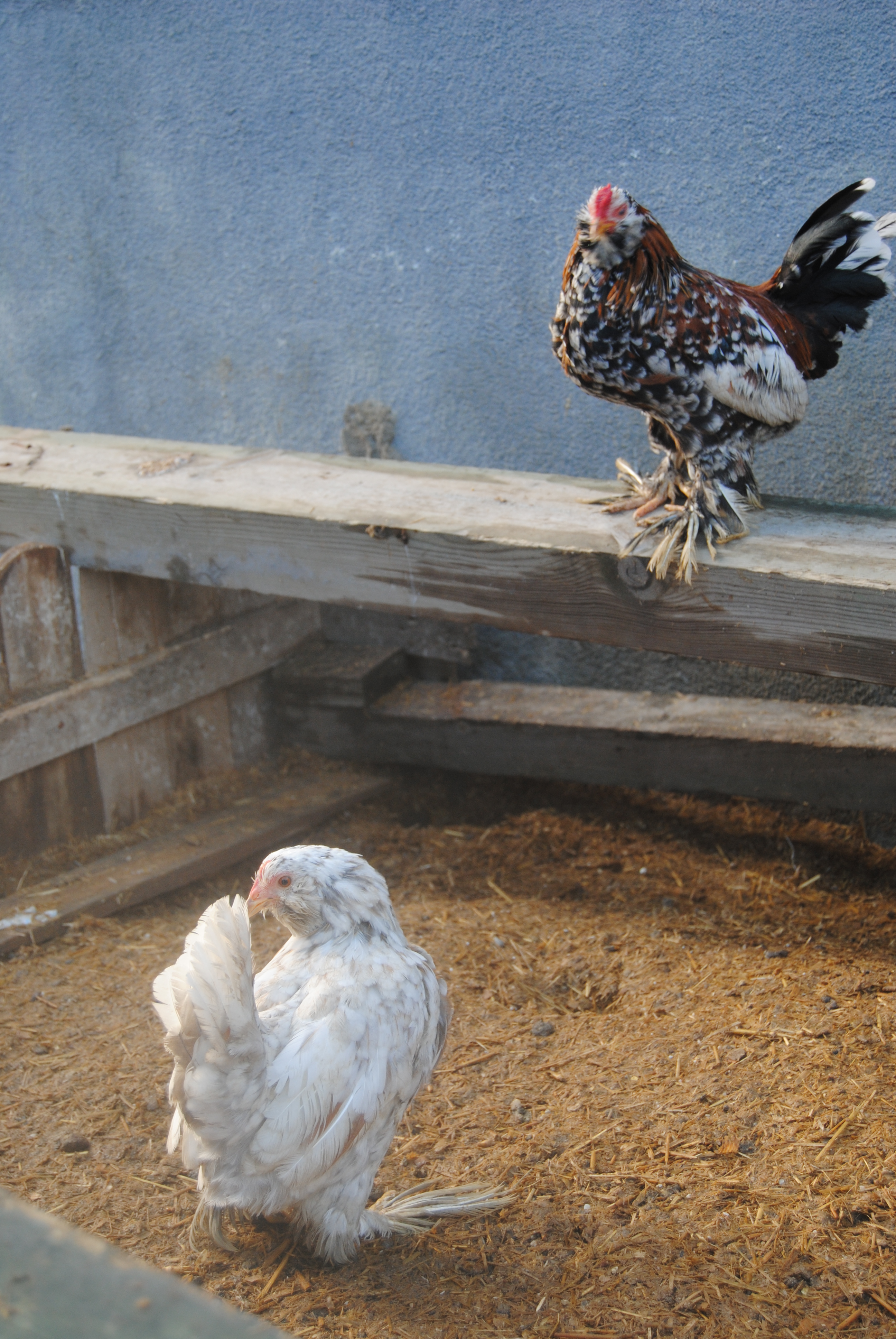 İSPENÇ KULUÇKALIK YUMURTA