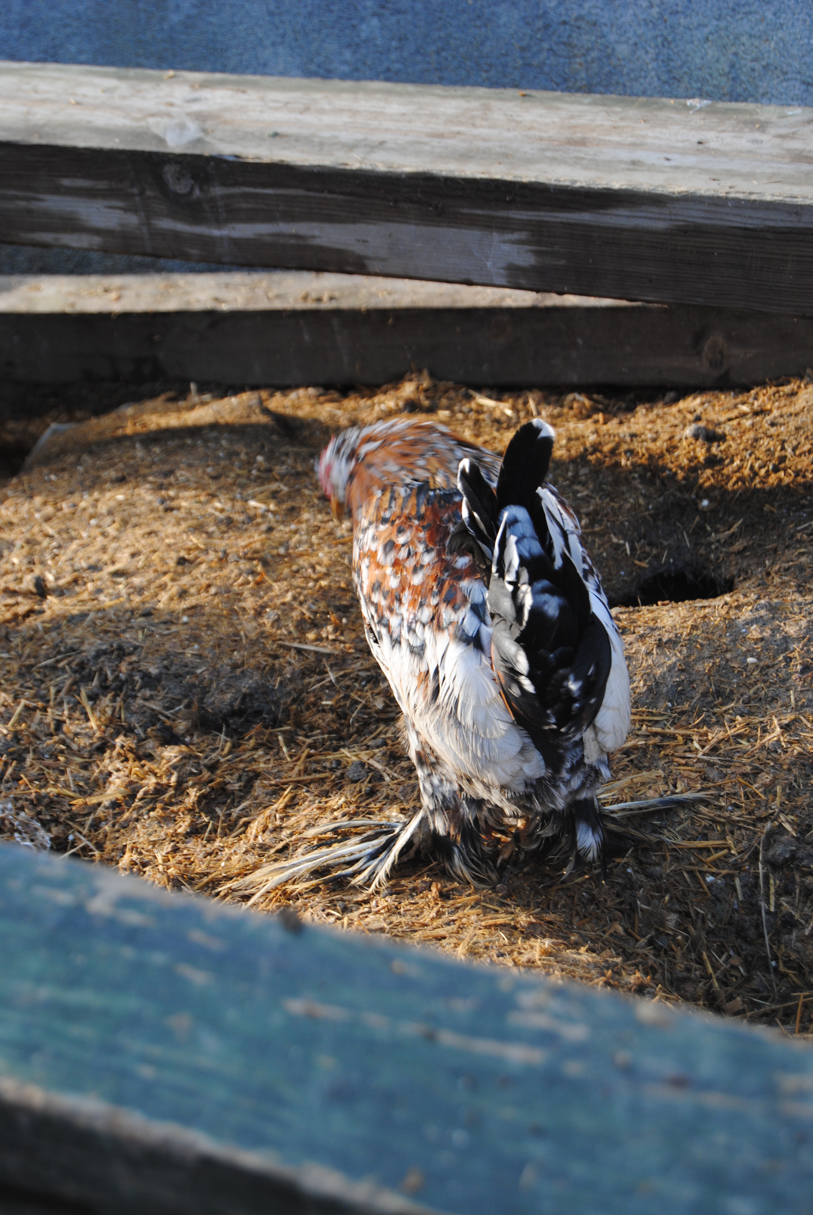 İSPENÇ KULUÇKALIK YUMURTA