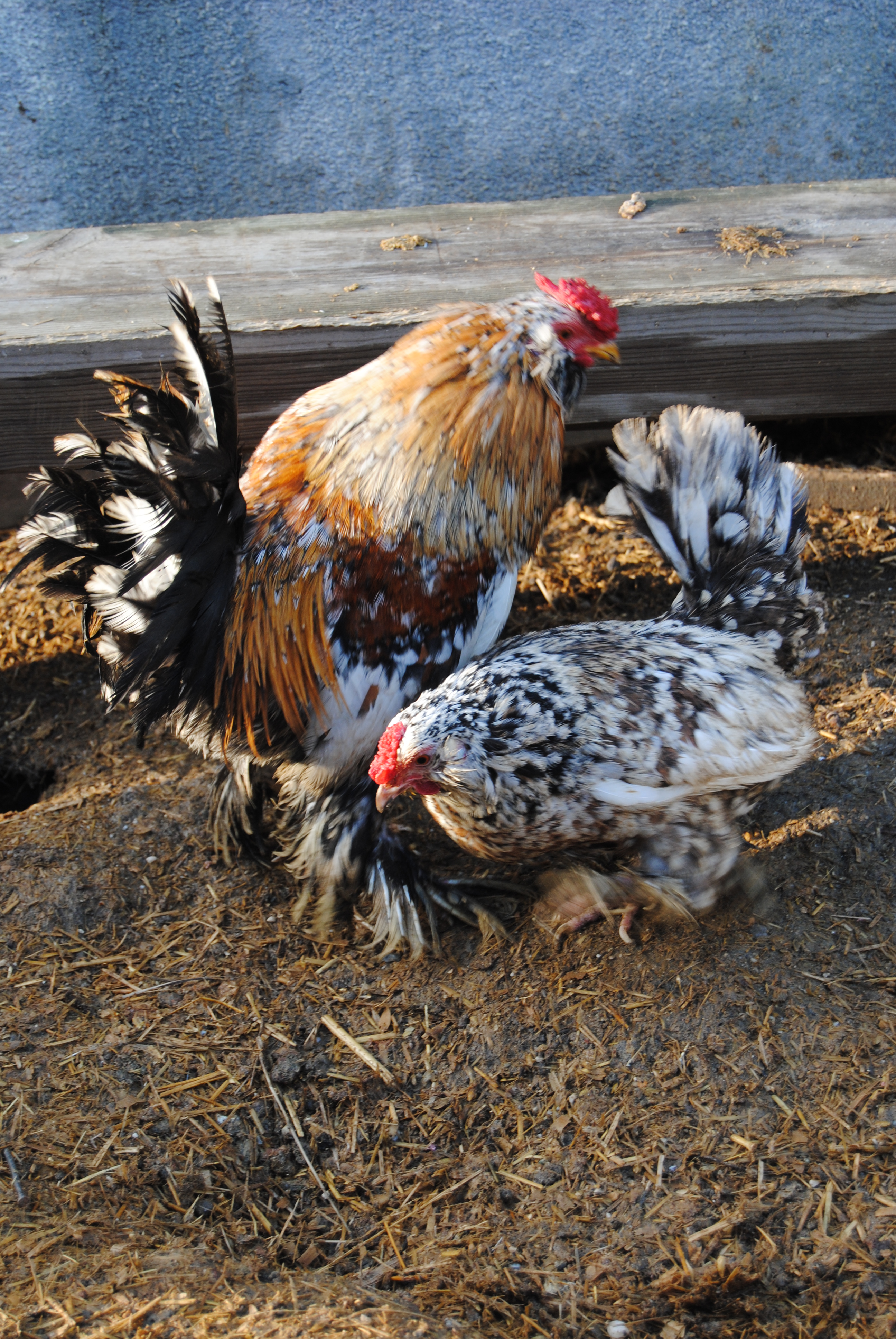 İSPENÇ KULUÇKALIK YUMURTA