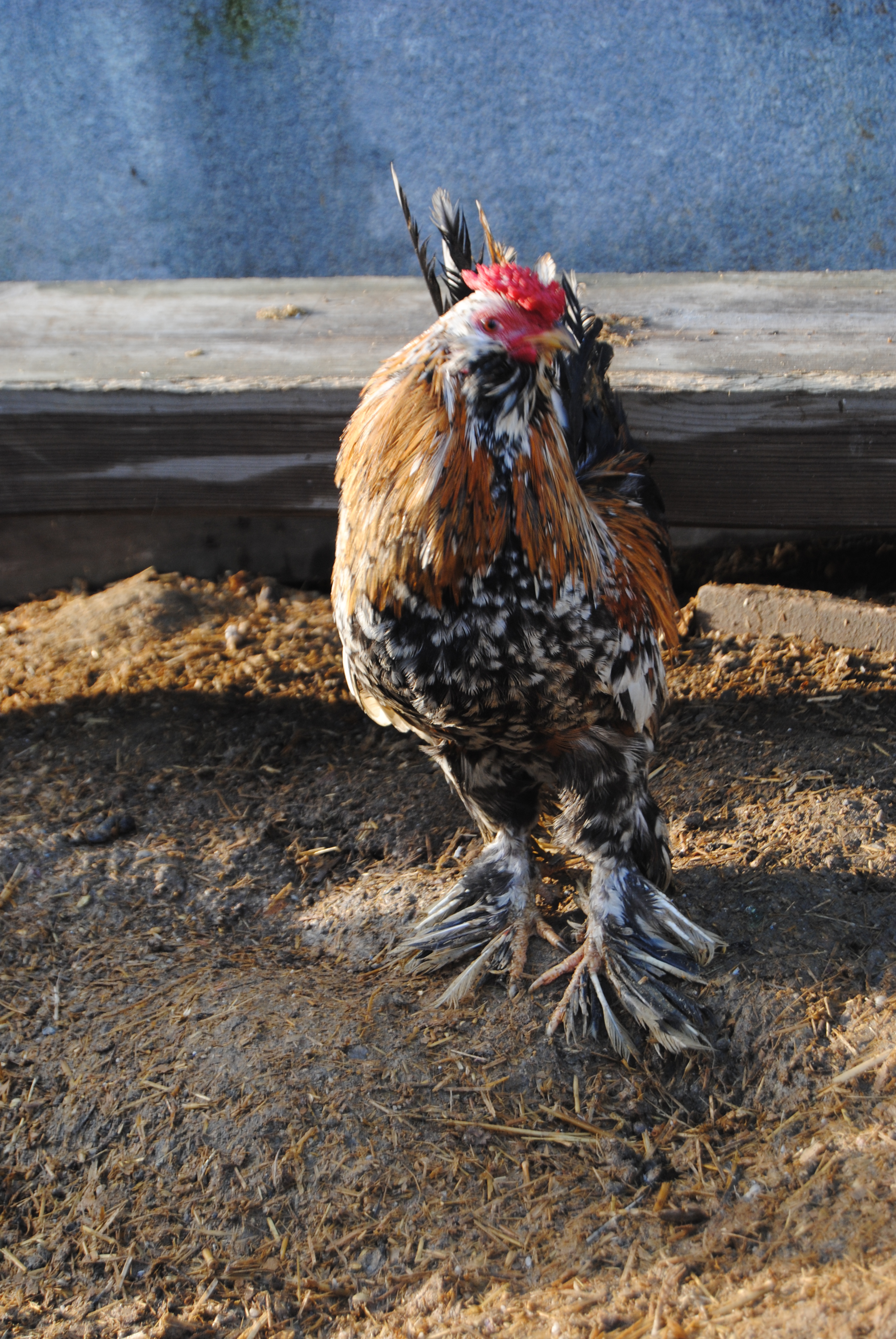 İSPENÇ KULUÇKALIK YUMURTA