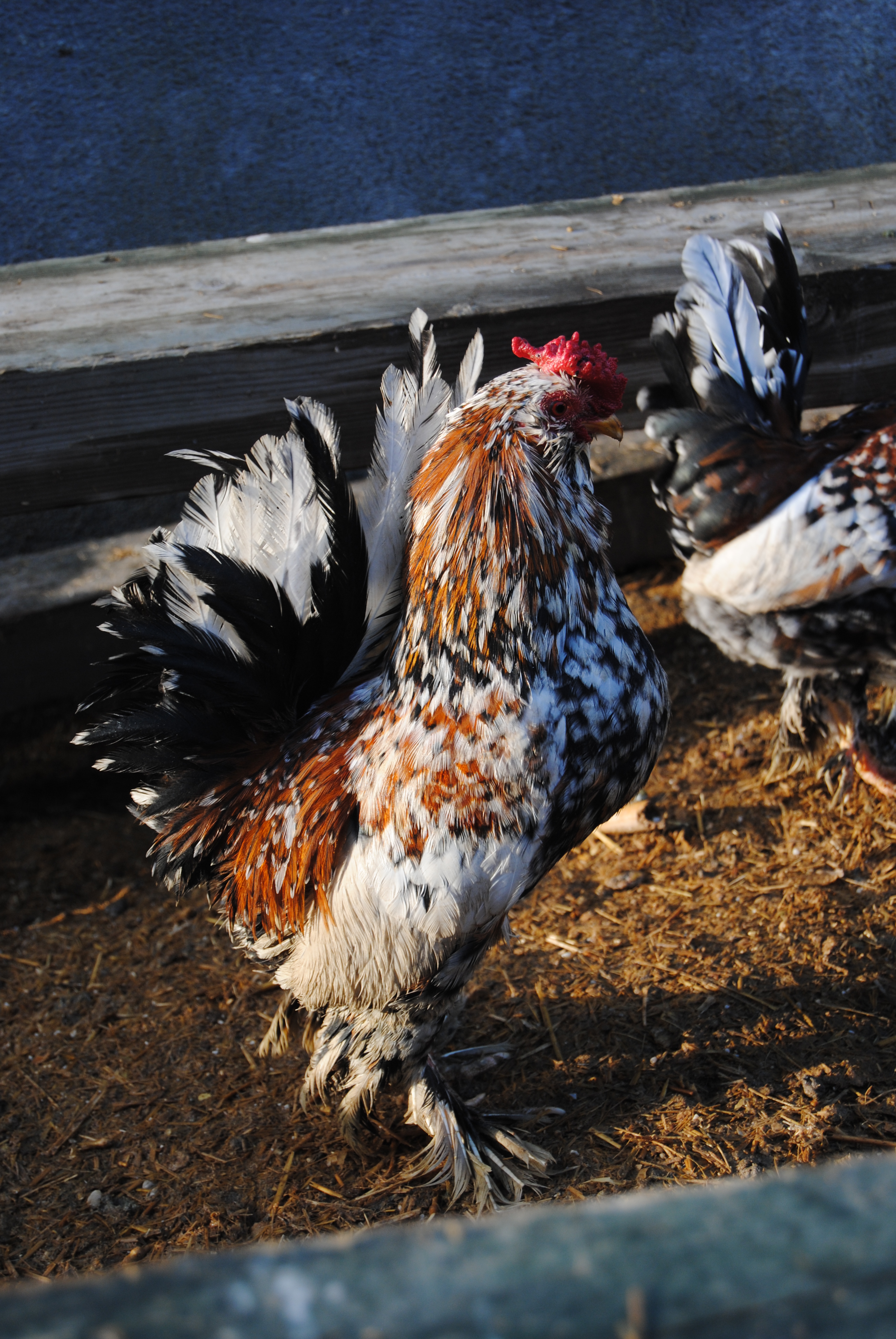 İSPENÇ KULUÇKALIK YUMURTA