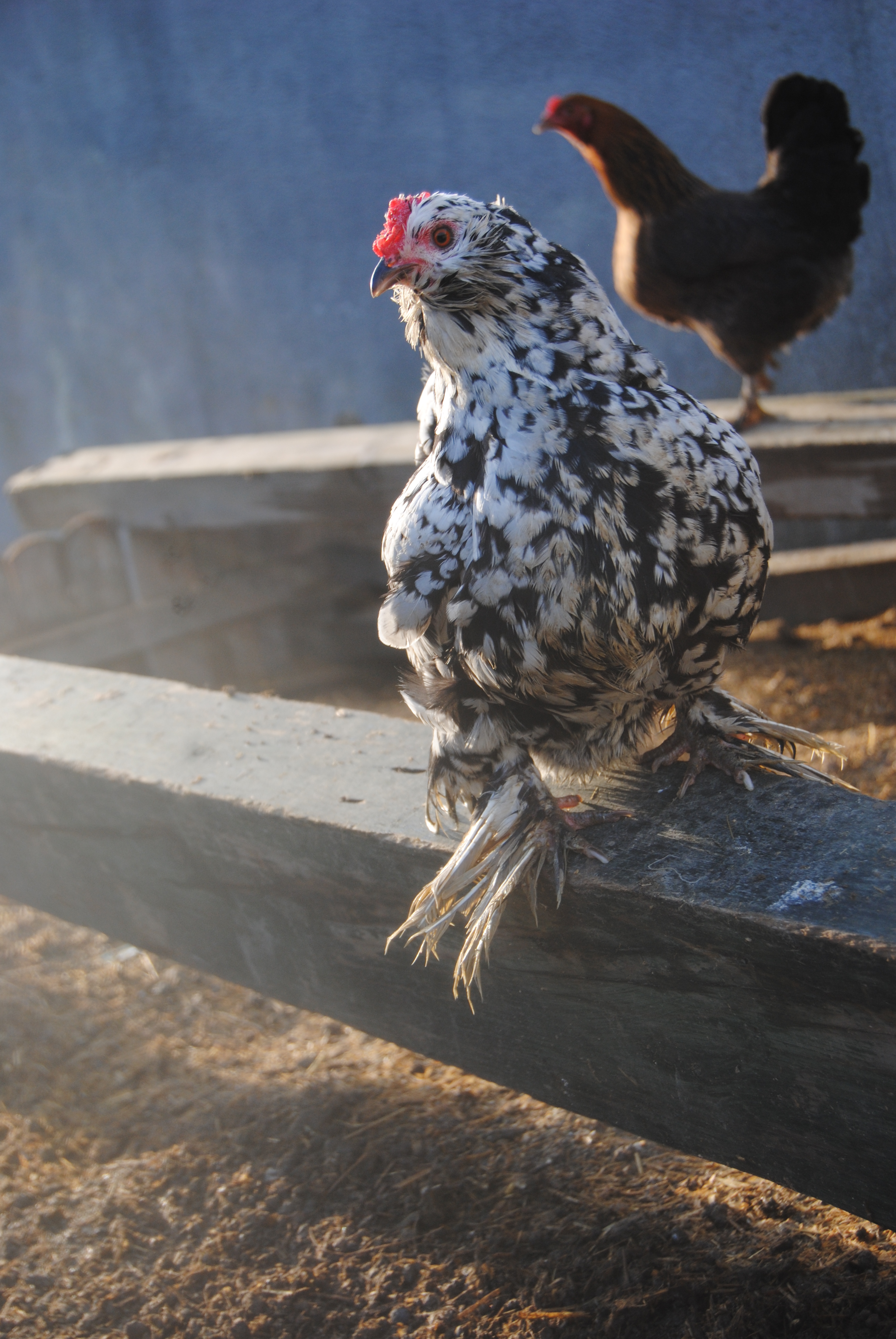 İSPENÇ KULUÇKALIK YUMURTA