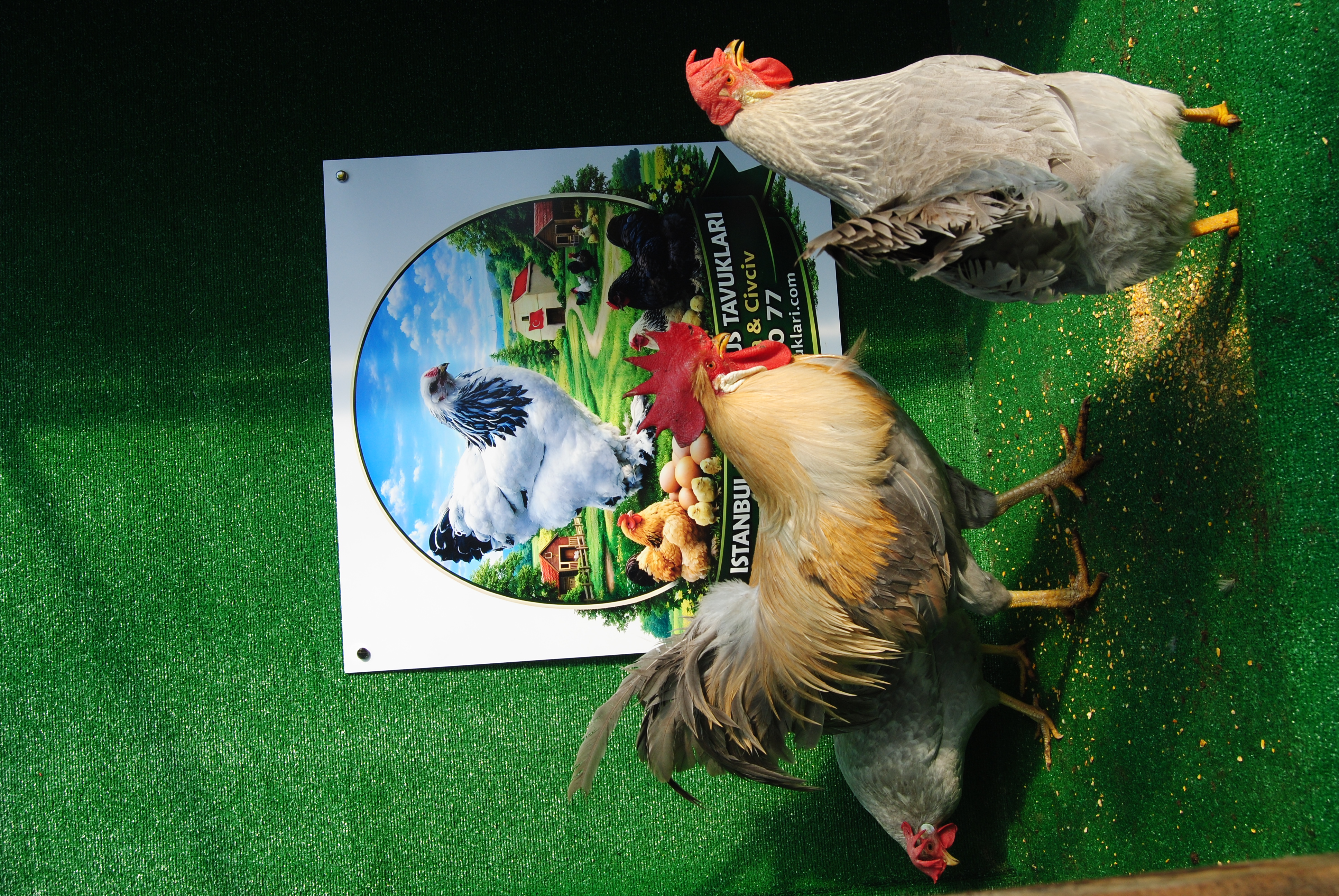 İzabel Ligorin Kuluçkalık Yumurta