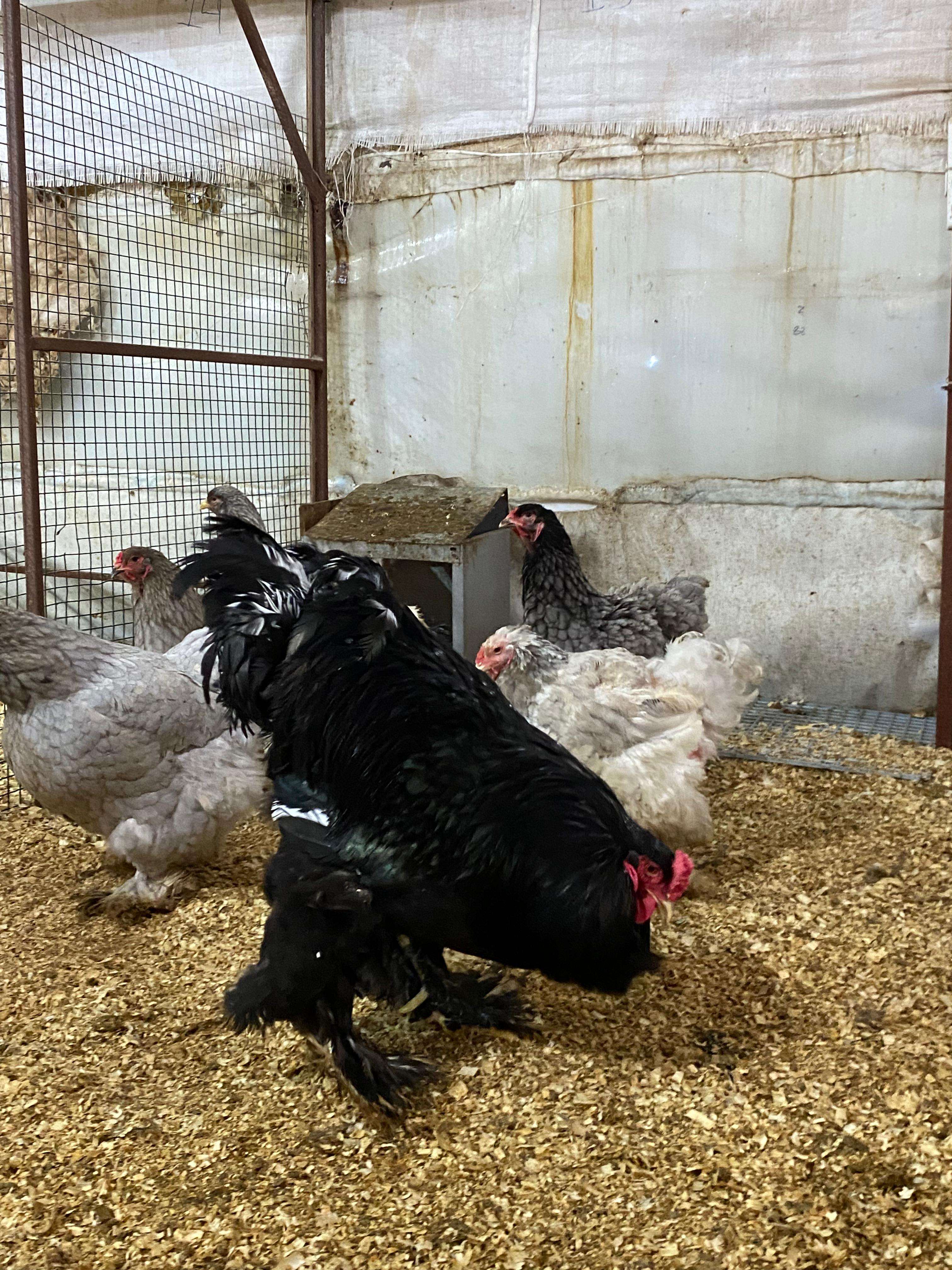 BLUE BRAHMA KULUÇKALIK YUMURTA