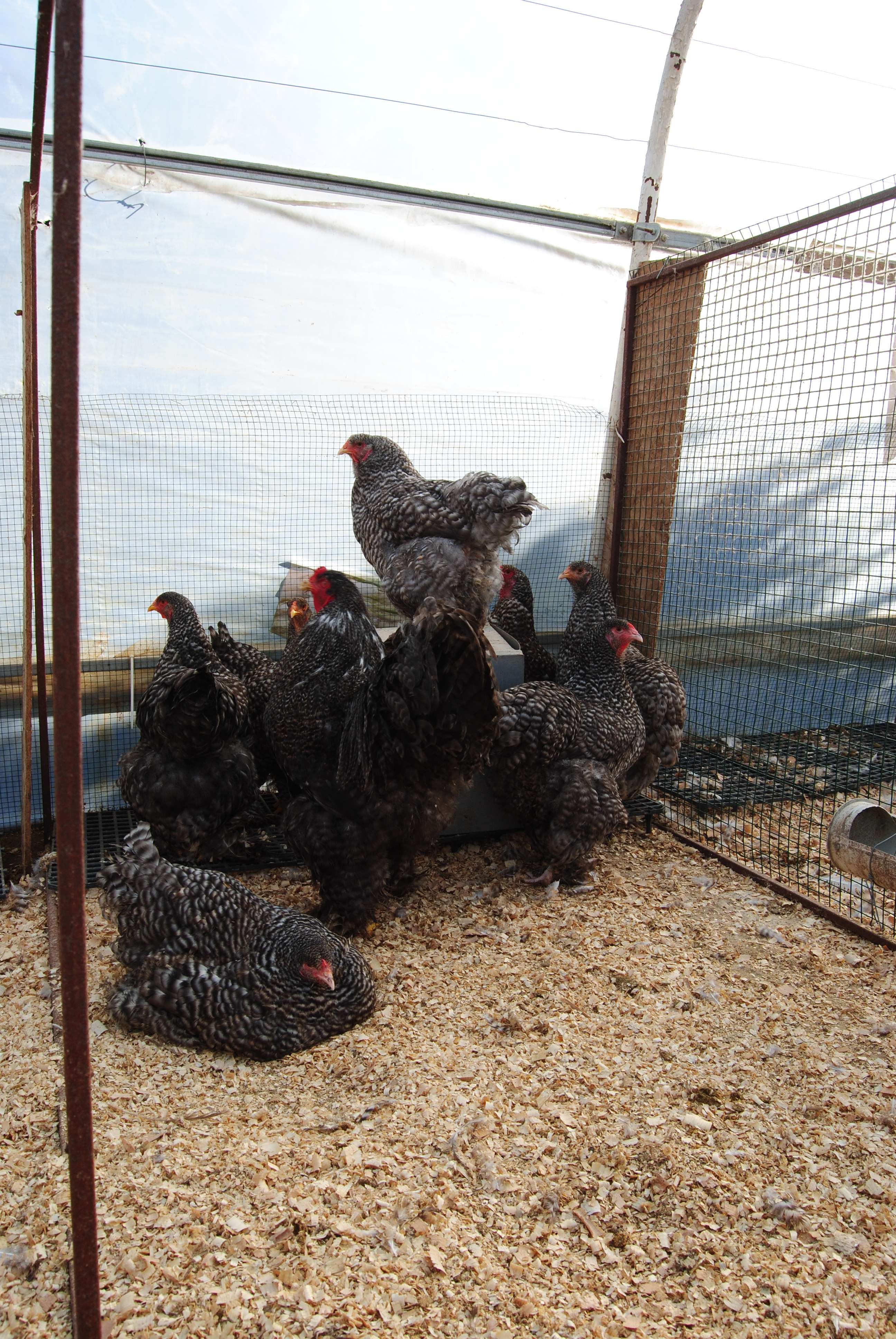 COCO BRAHMA KULUÇKALIK YUMURTA