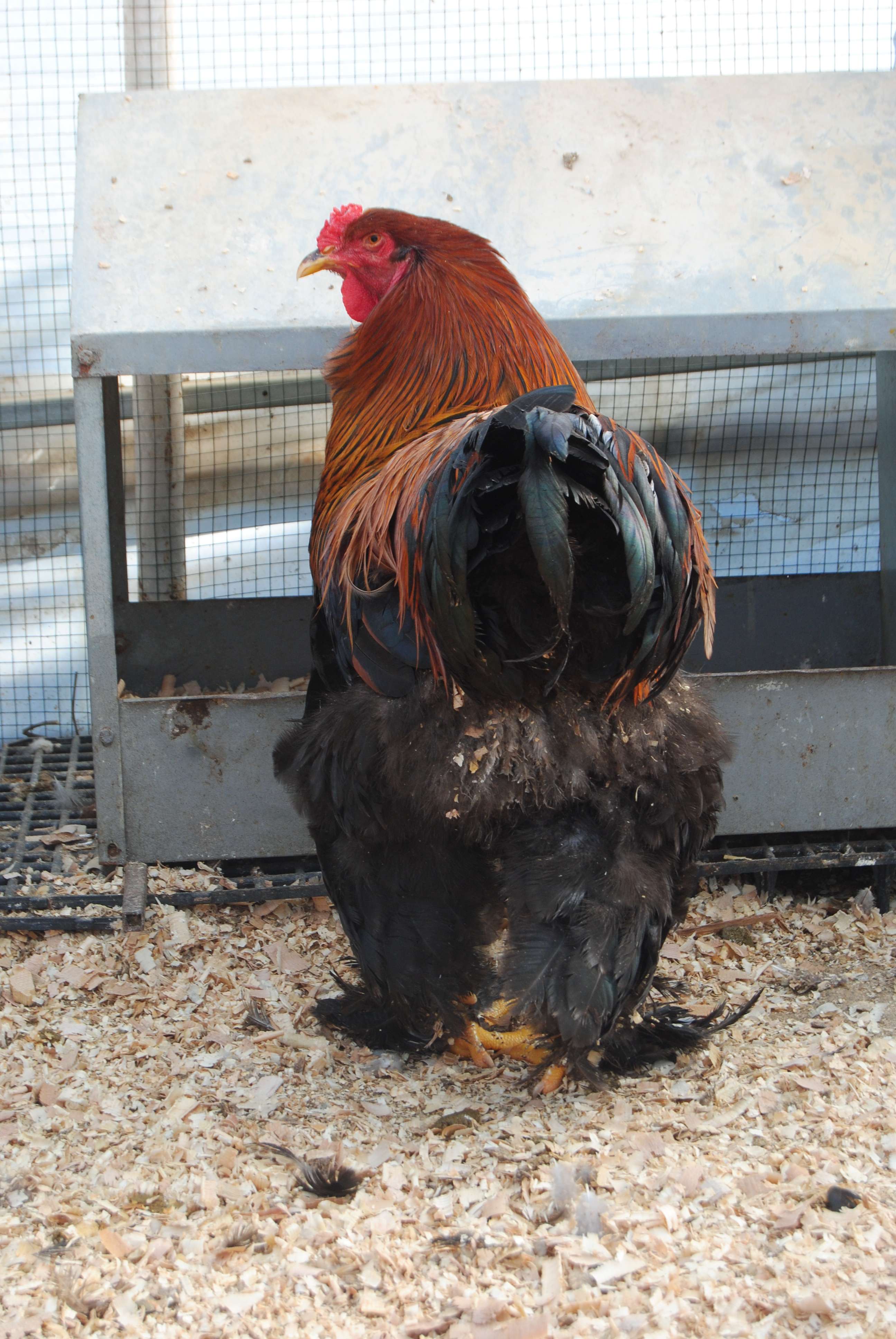 GOLD BRAHMA KULUÇKALIK YUMURTA