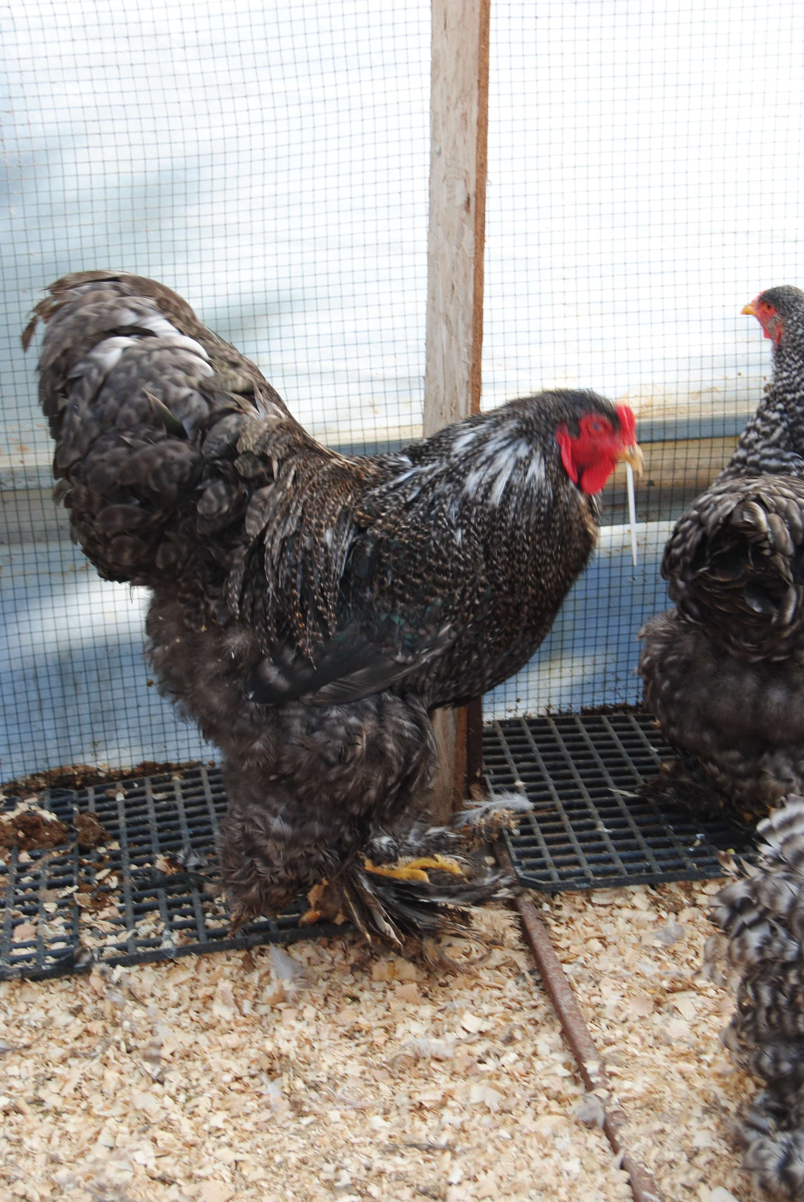 COCO BRAHMA KULUÇKALIK YUMURTA