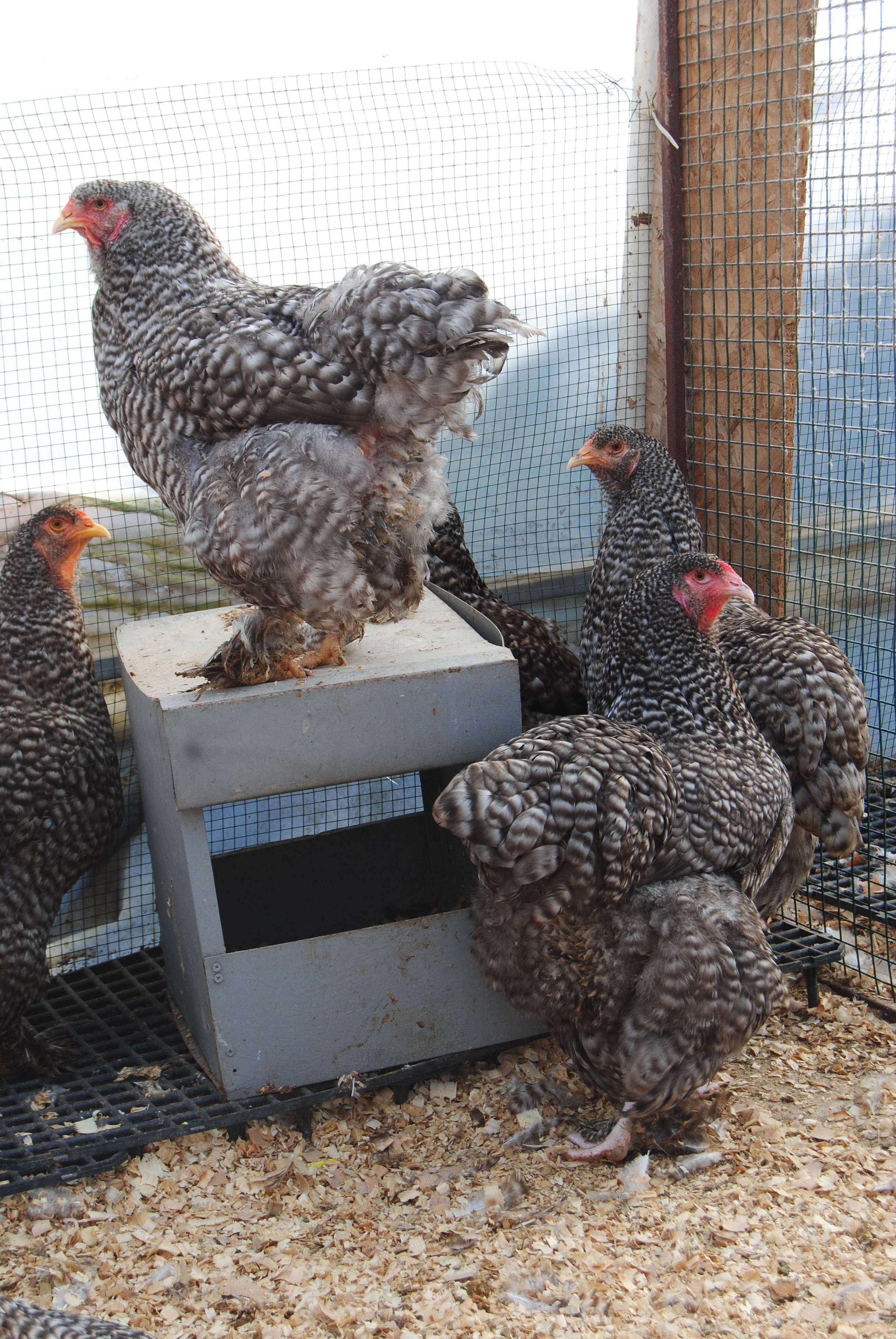 COCO BRAHMA KULUÇKALIK YUMURTA