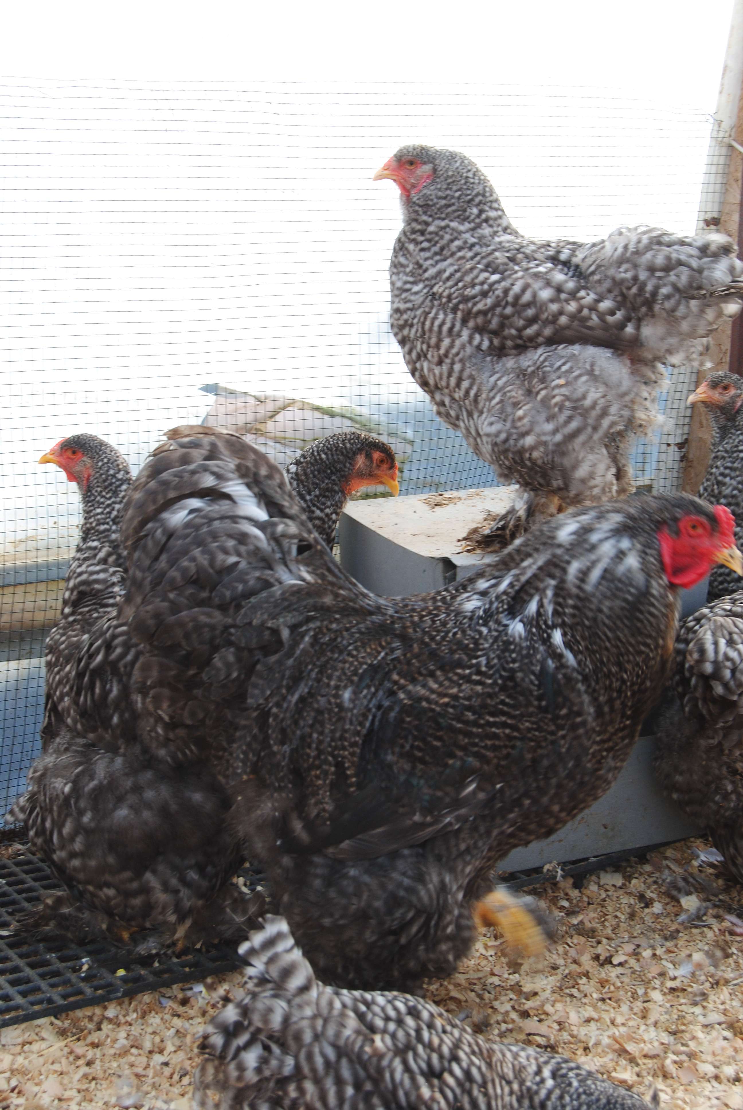 COCO BRAHMA KULUÇKALIK YUMURTA