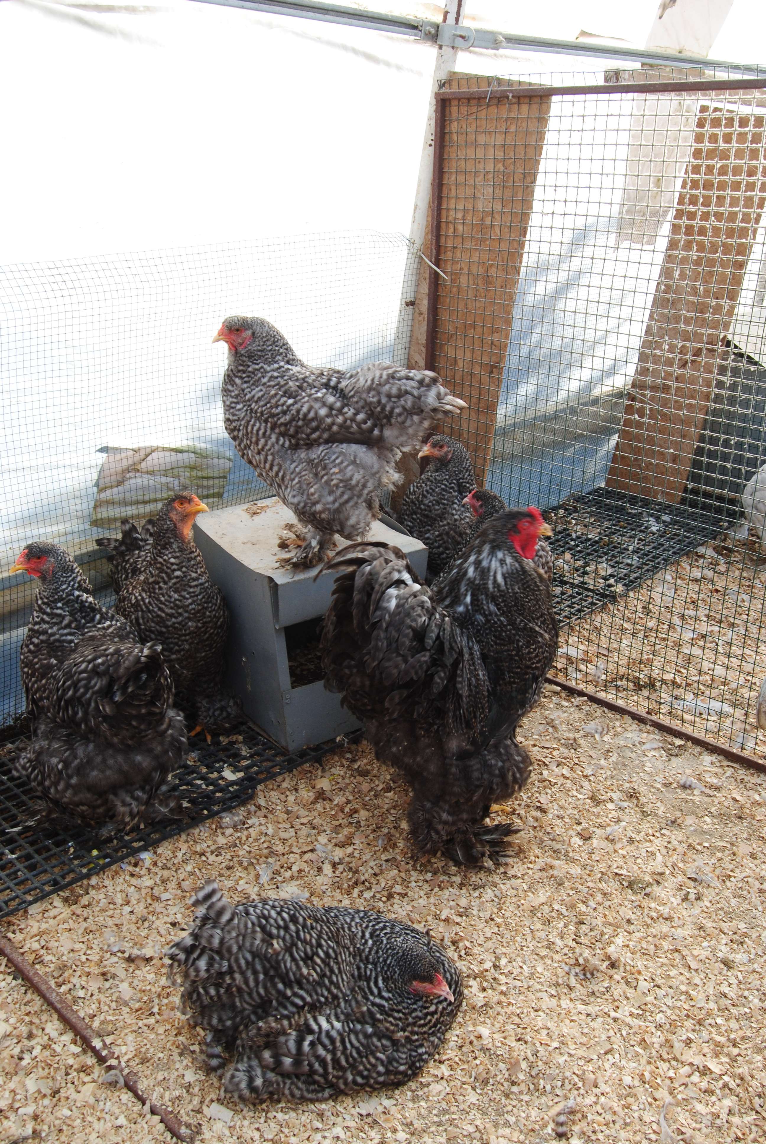 COCO BRAHMA KULUÇKALIK YUMURTA