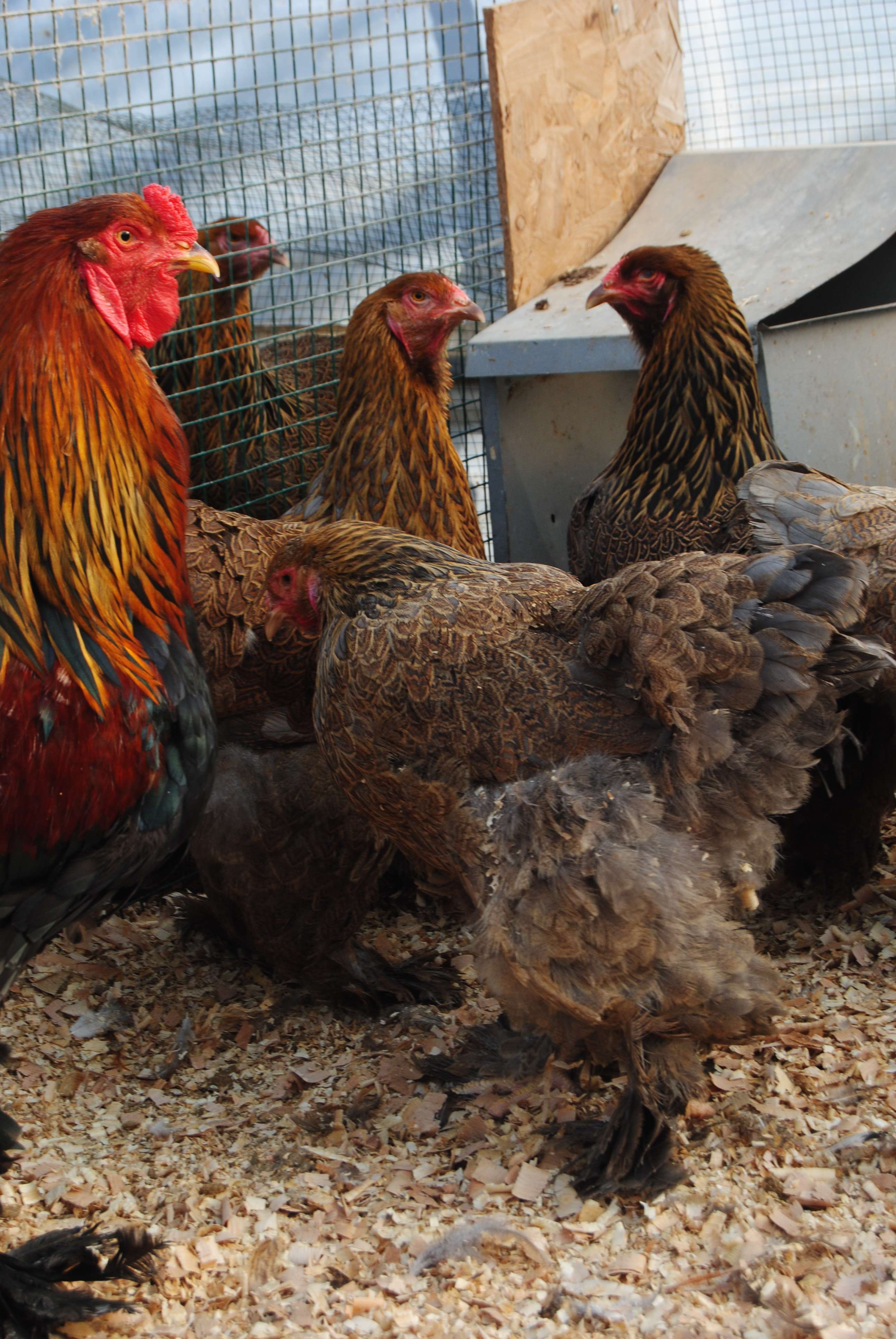 GOLD BRAHMA KULUÇKALIK YUMURTA