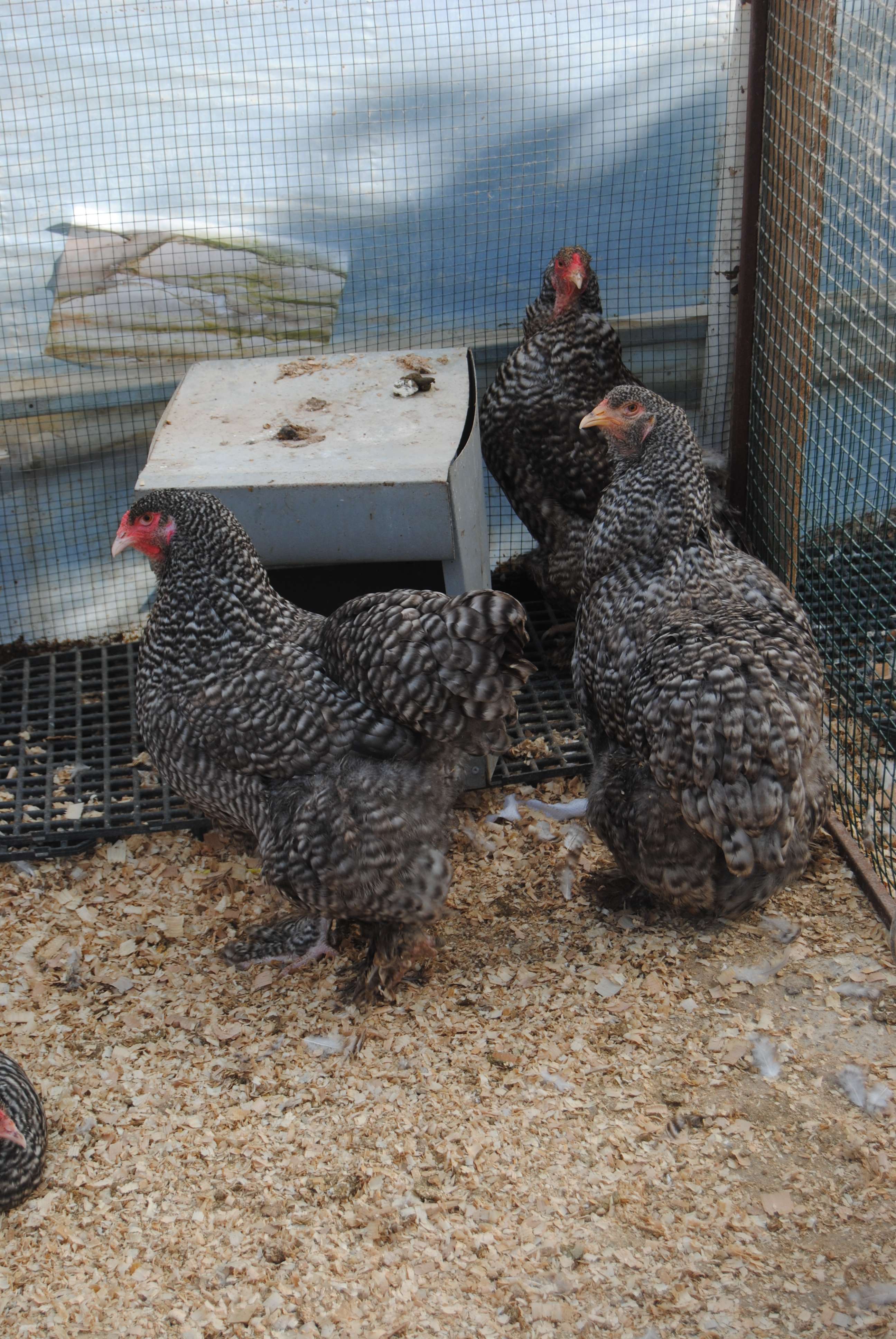 COCO BRAHMA KULUÇKALIK YUMURTA