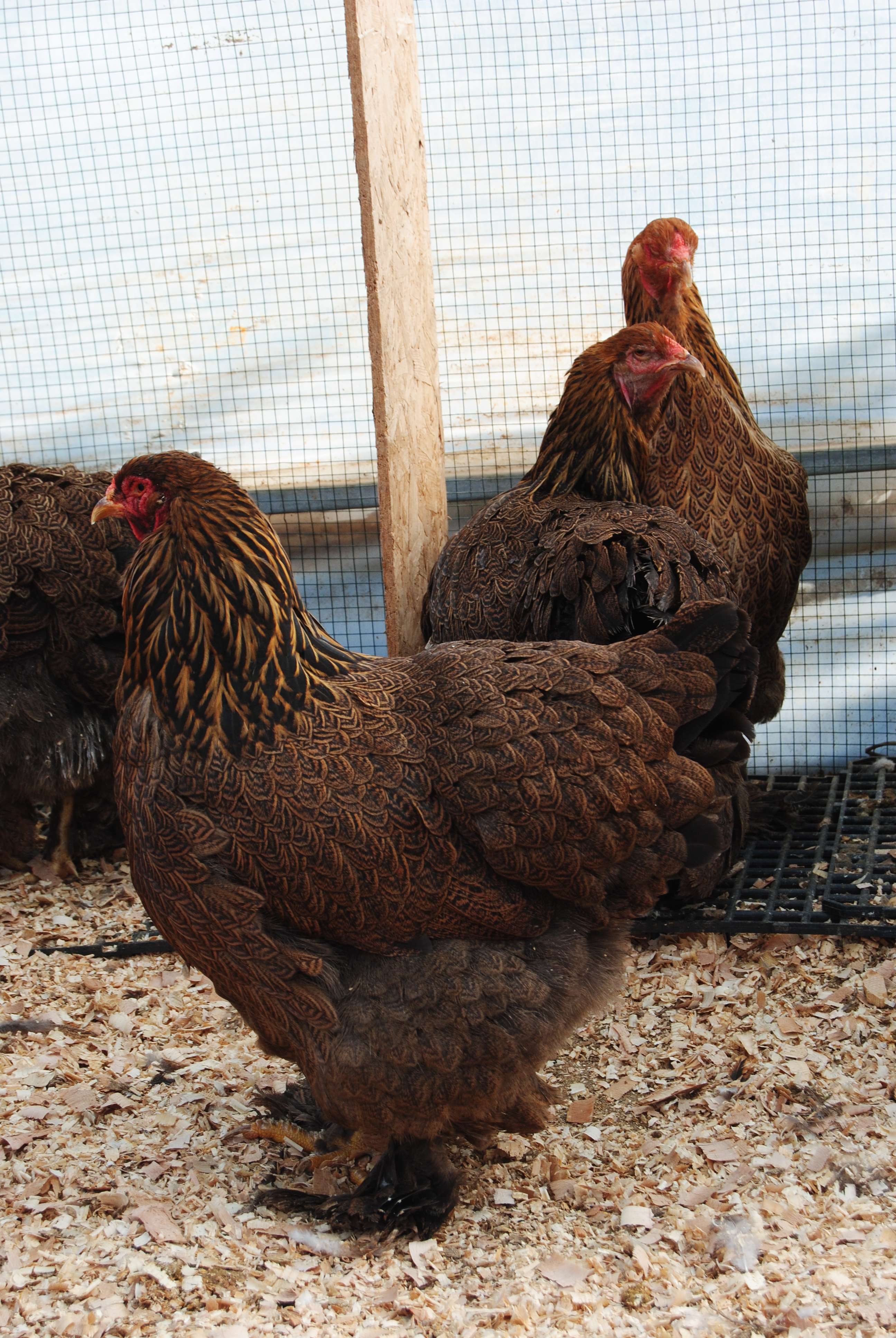 GOLD BRAHMA KULUÇKALIK YUMURTA