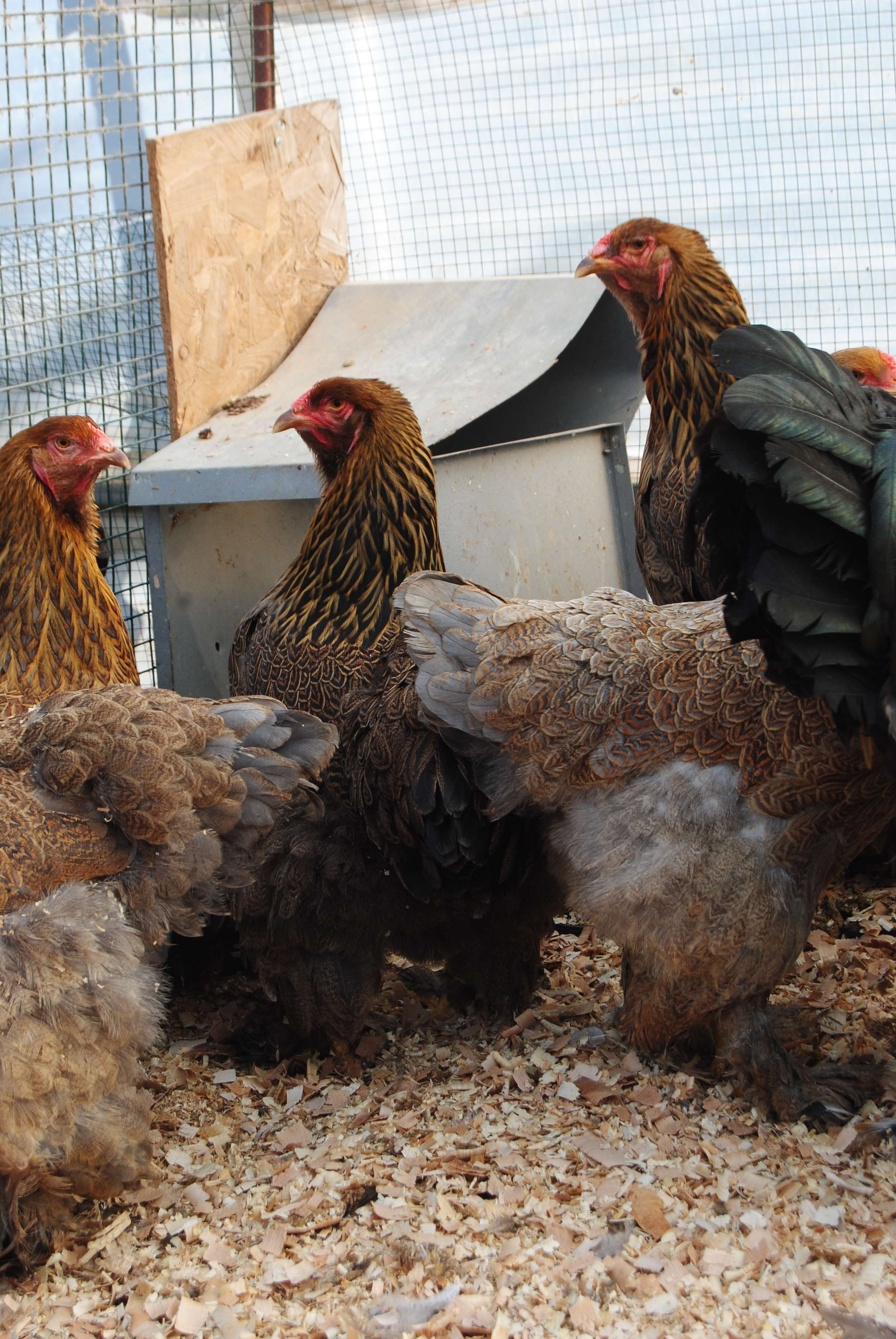 GOLD BRAHMA KULUÇKALIK YUMURTA