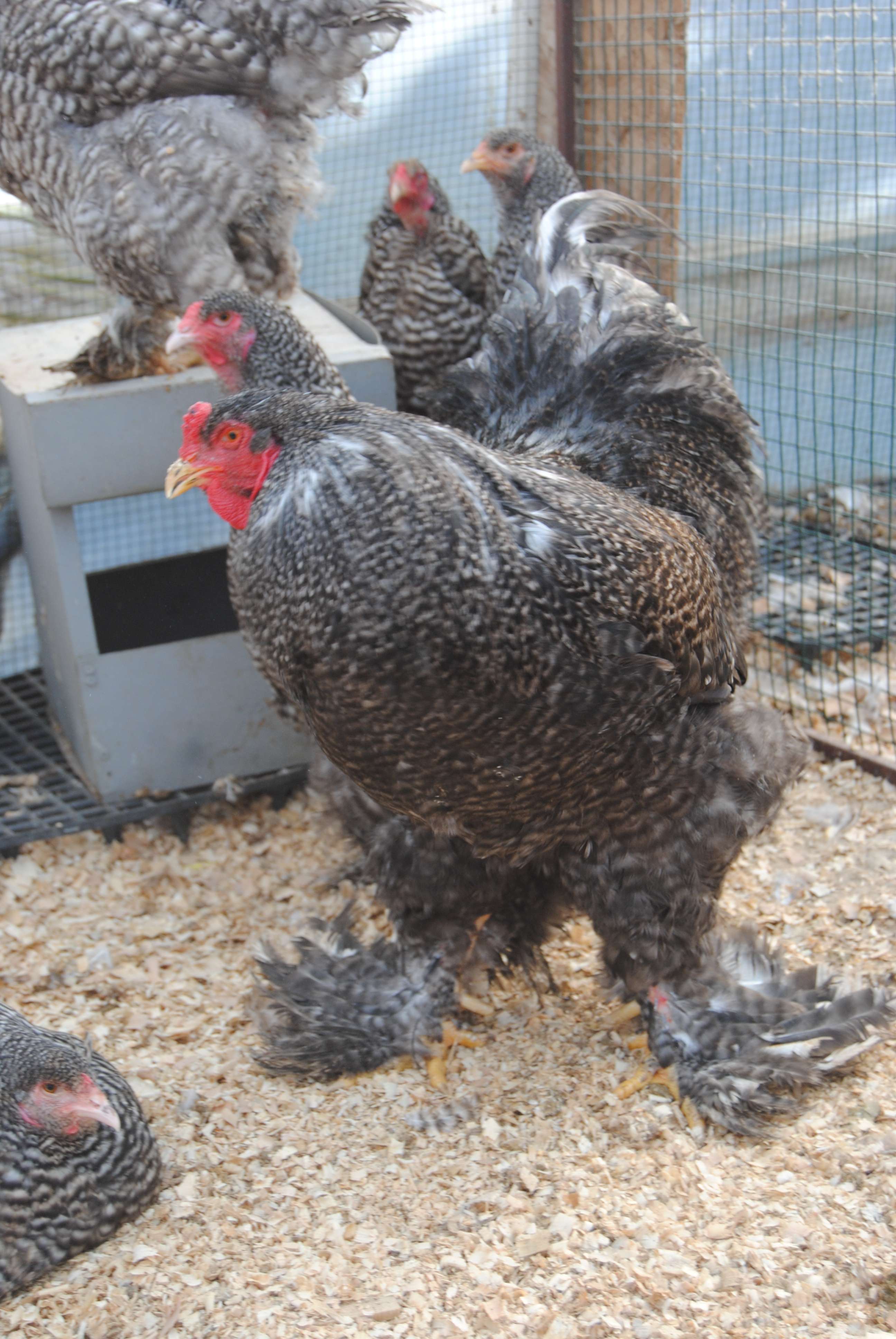 COCO BRAHMA KULUÇKALIK YUMURTA