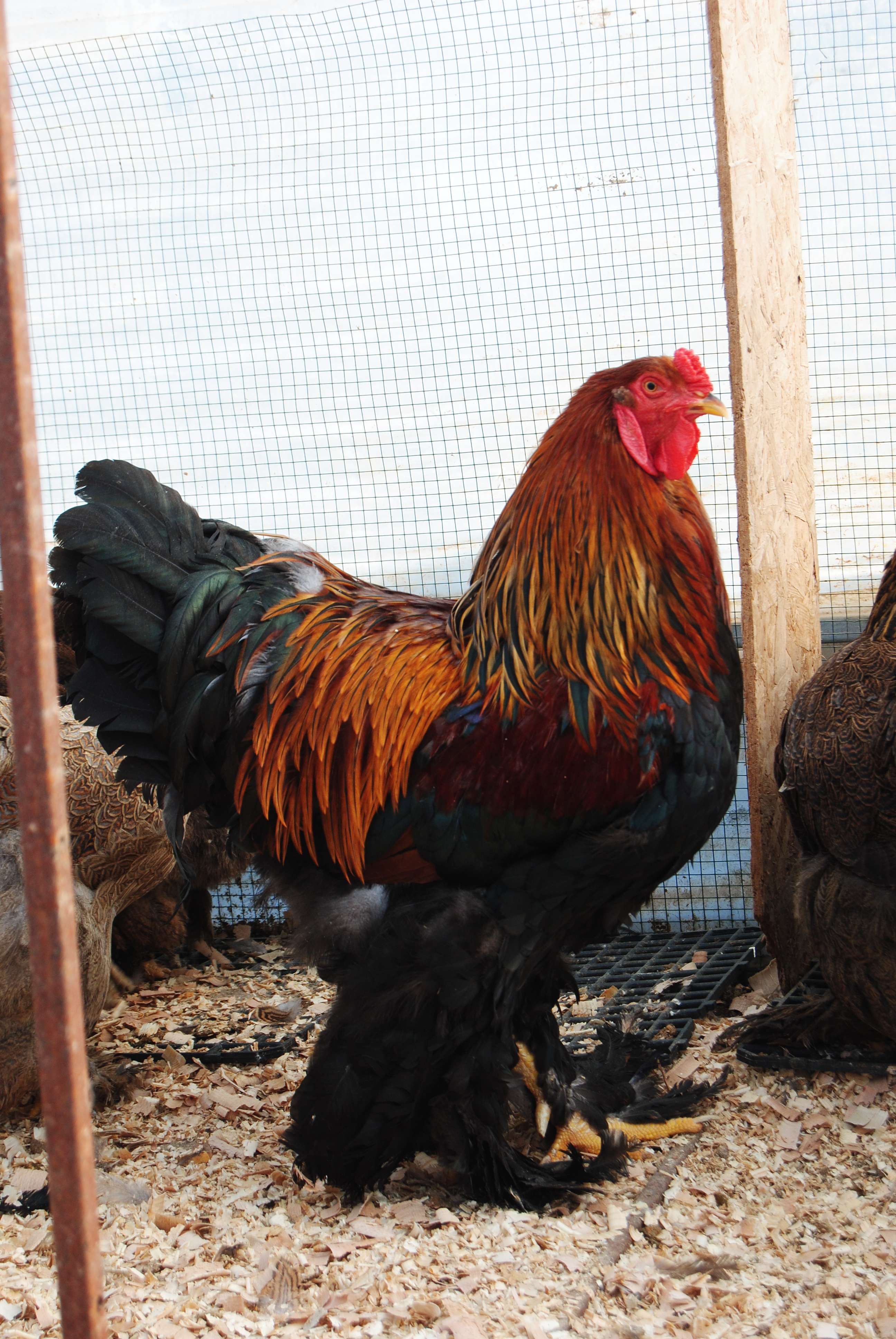 GOLD BRAHMA KULUÇKALIK YUMURTA