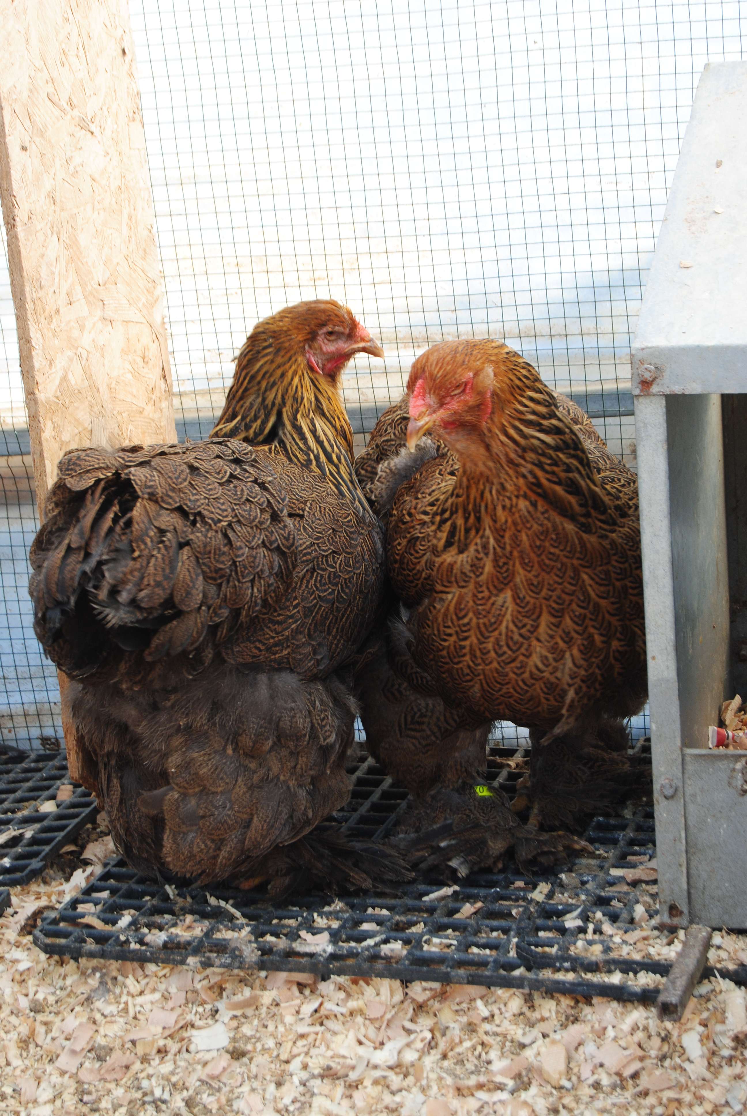 GOLD BRAHMA KULUÇKALIK YUMURTA