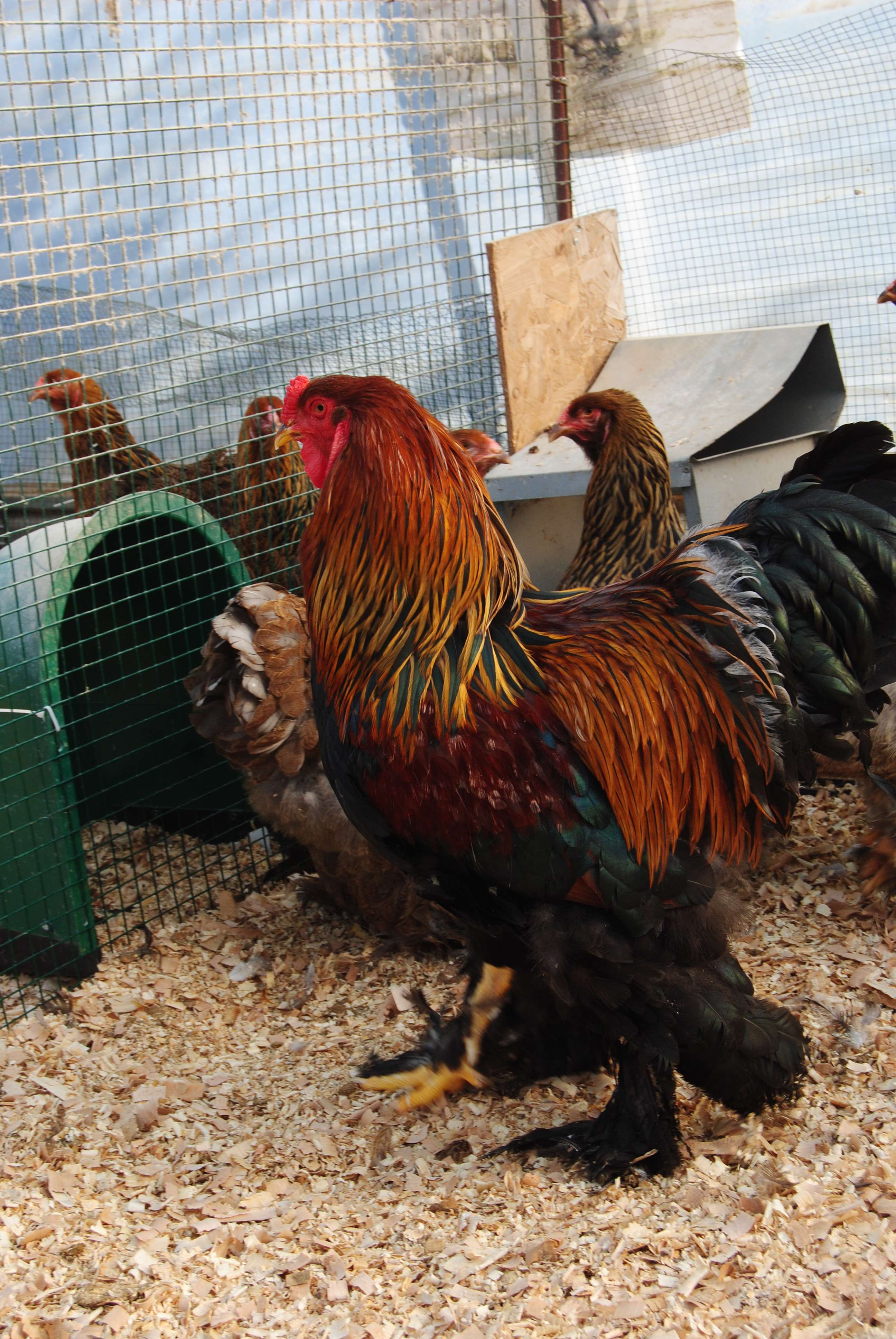 GOLD BRAHMA KULUÇKALIK YUMURTA